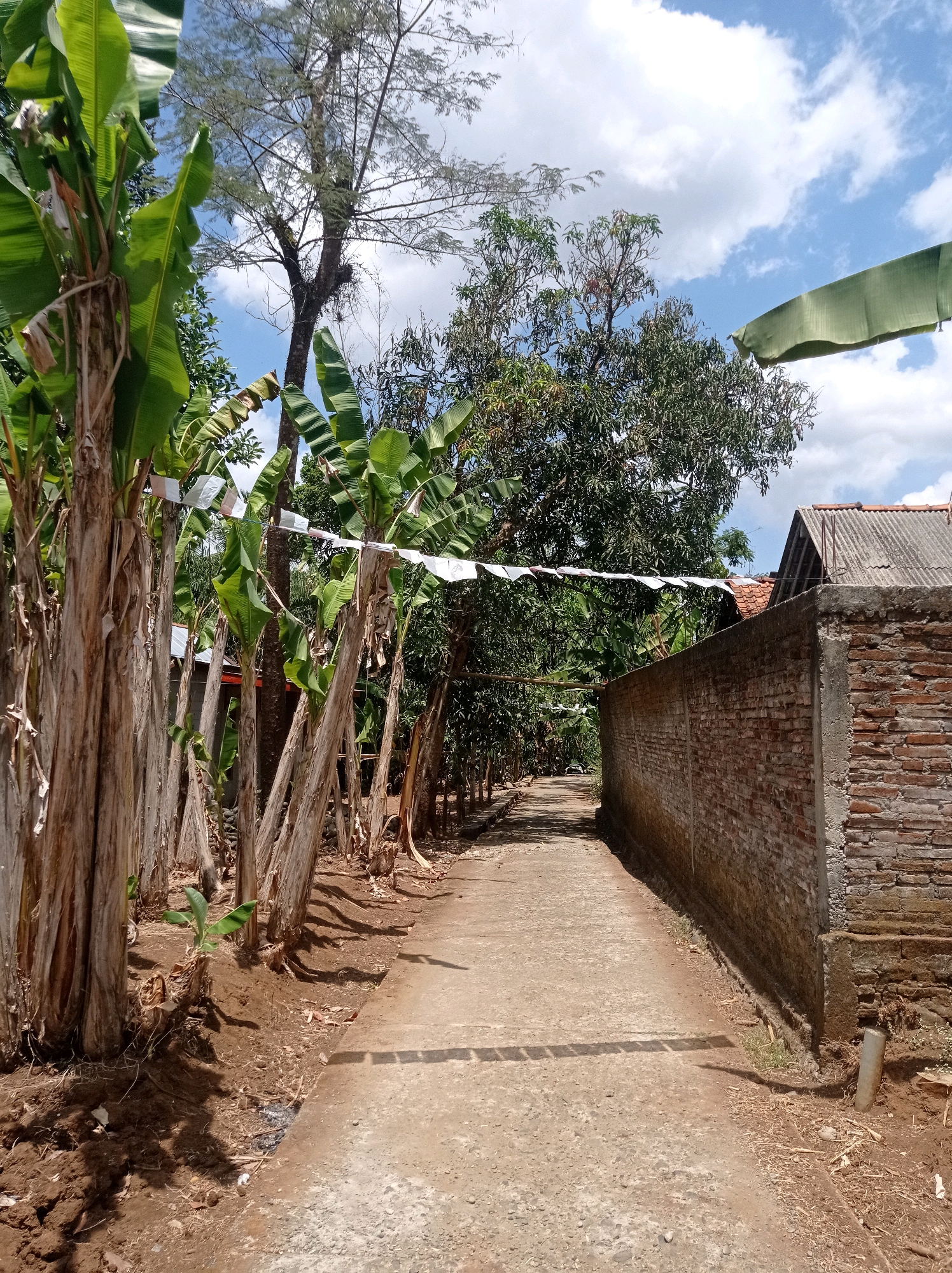 The image depicts a narrow concrete path bordered on the left by a row of banana trees with large leaves and thick stalks. White banners or flags are strung between the trees at a moderate height. To the right of the path is a weathered brick wall, partially covered in moss, with a section of corrugated metal roofing visible above it. Beyond the wall, trees and a hint of a house roof can be seen. The ground on either side of the path is dry earth, with scattered debris and some small plants. The sky above is blue with scattered white clouds, and sunlight casts shadows on the path and surrounding ground. The scene appears to be in a rural or semi-rural area.