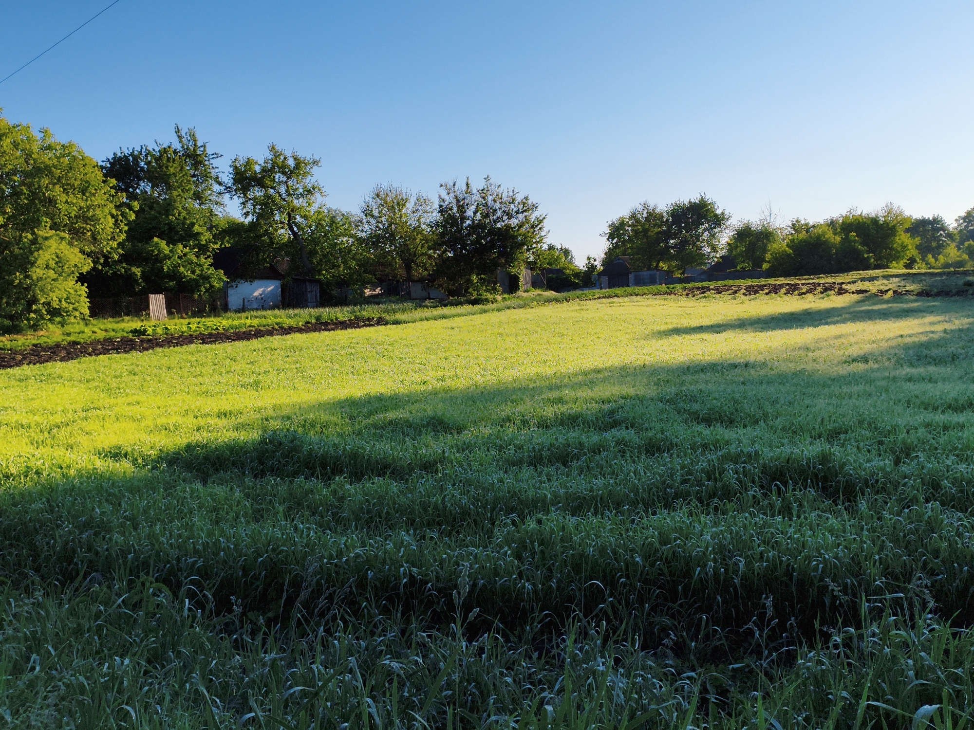 The image depicts a rural scene in Ustyvytsia, Ukraine. A field of green grass dominates the foreground, with varying shades indicating different heights and density. In the middle ground, a line of trees and bushes separates the field from a small cluster of buildings, likely houses or farm structures. The sky is clear and blue, indicating a bright, sunny day. The scene appears peaceful and pastoral, characteristic of a rural environment.