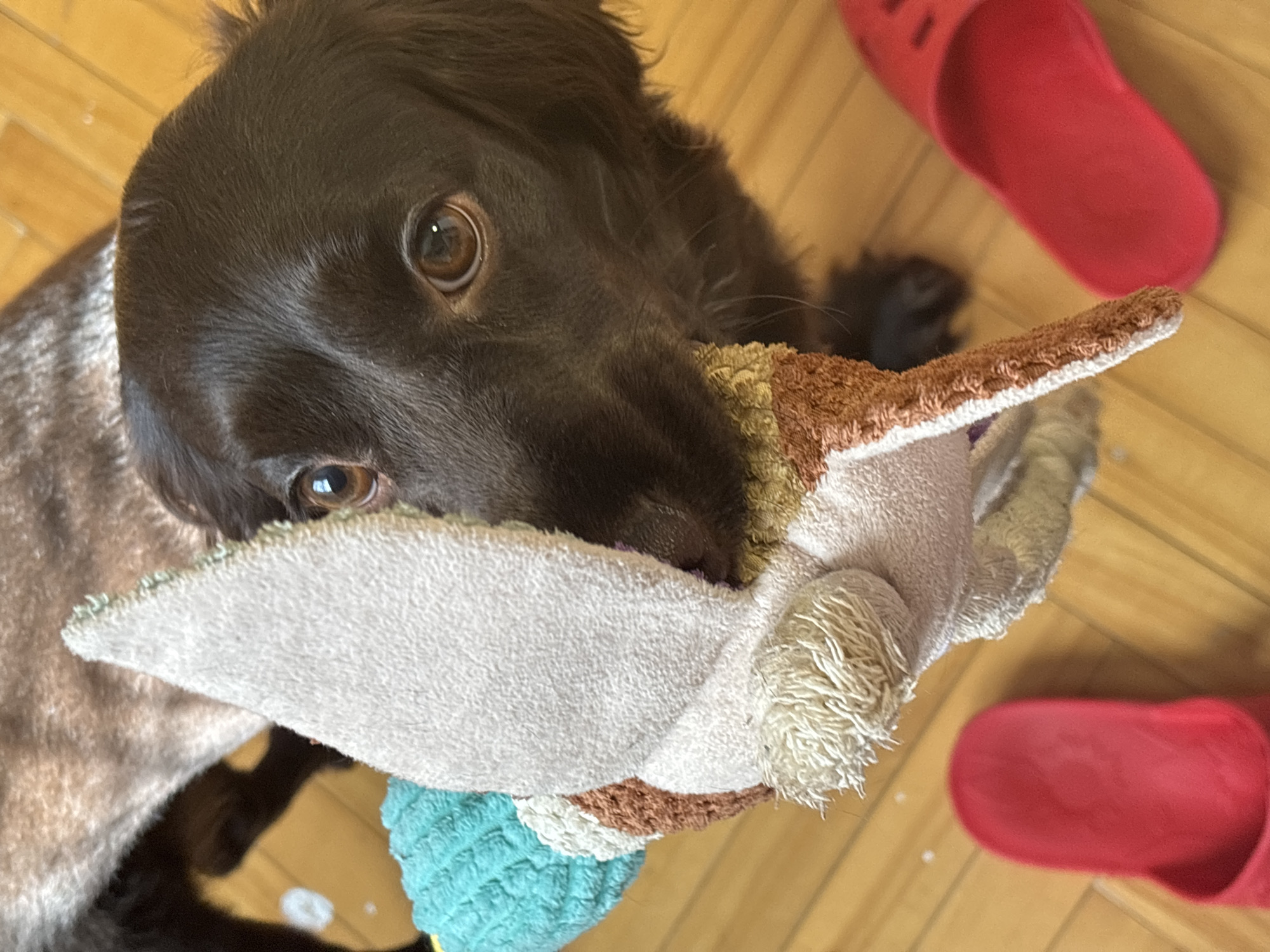 A close-up, slightly angled shot focuses on a brown dog holding a plush toy. The dog, with its dark, glossy fur, has its head tilted slightly upward, looking directly at the camera with brown eyes. It clutches a tan and white plush toy with one ear in its mouth. The toy also includes a light blue section at the bottom. A pair of red slippers is visible in the top and bottom right corners of the frame, positioned on a wooden floor. The location is Марковский, Russia.