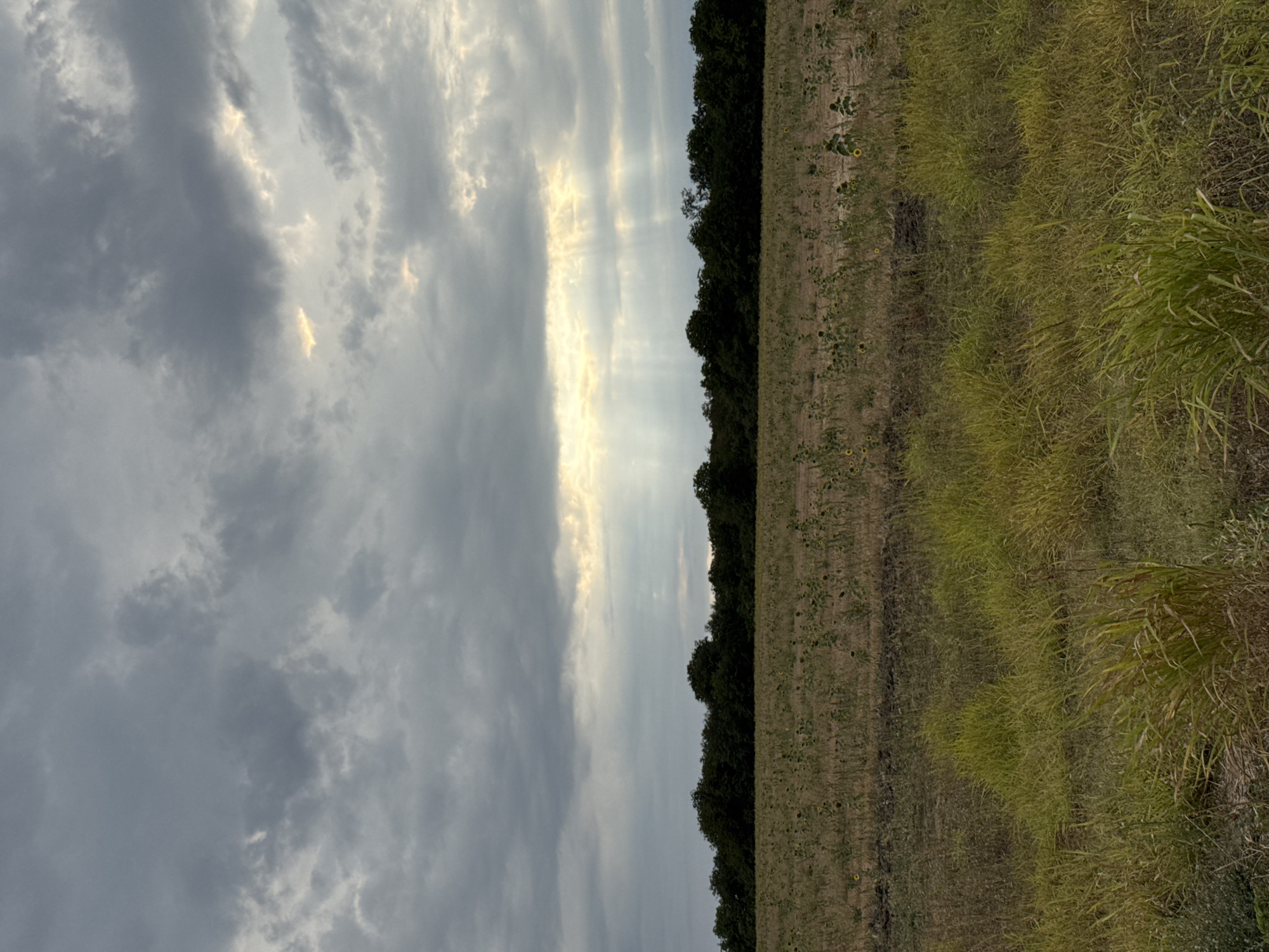 The image shows a wide agricultural field in Lesicheri, Bulgaria, under a dramatic sky filled with dark, heavy clouds. Rays of sunlight break through a gap in the clouds, illuminating a portion of the sky and casting visible shafts of light downwards. The field in the foreground is covered in dry, straw-colored grass and scattered, sparse vegetation, possibly remnants of a harvested crop like sunflowers. A dark line of trees forms the horizon, separating the field from the sky. The overall atmosphere is one of impending weather or recent rain.