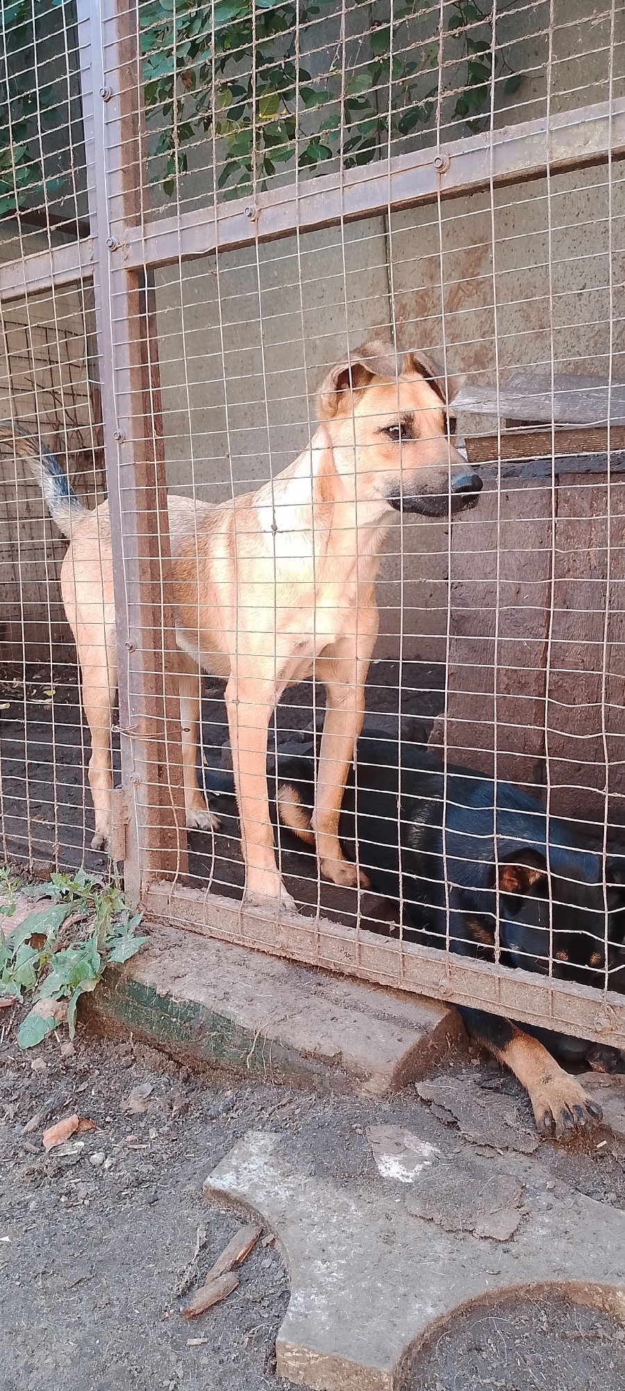 The image depicts a wire enclosure containing two dogs. A light brown dog stands in the foreground, facing to the right. A darker dog is lying down behind the standing dog. The enclosure appears to be outdoors, with dirt ground and some sparse vegetation visible. The background consists of a rough wall and possibly part of a structure. The scene suggests an animal shelter or a similar holding area for dogs. There is no visual information in the image that would indicate the location in the city of Belgorod, Russia.