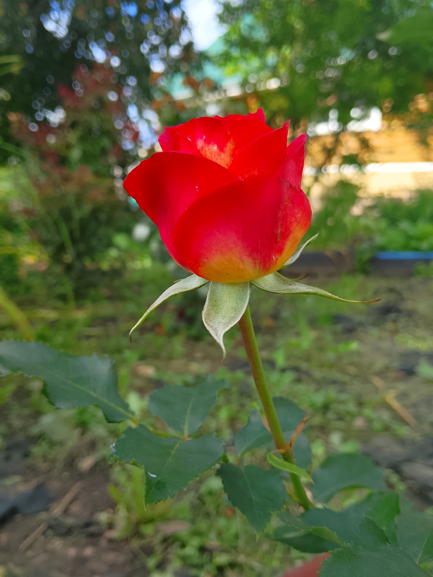In Verkhopol'e, Russia, a single red rosebud is in focus against a blurred natural background. The rosebud is predominantly red with hints of yellow at its base. It is attached to a green stem, from which several green leaves emerge. The background consists of out-of-focus foliage and hints of structures, suggesting an outdoor garden or park setting. The lighting appears to be natural daylight. There are no people or animals visible in the frame.