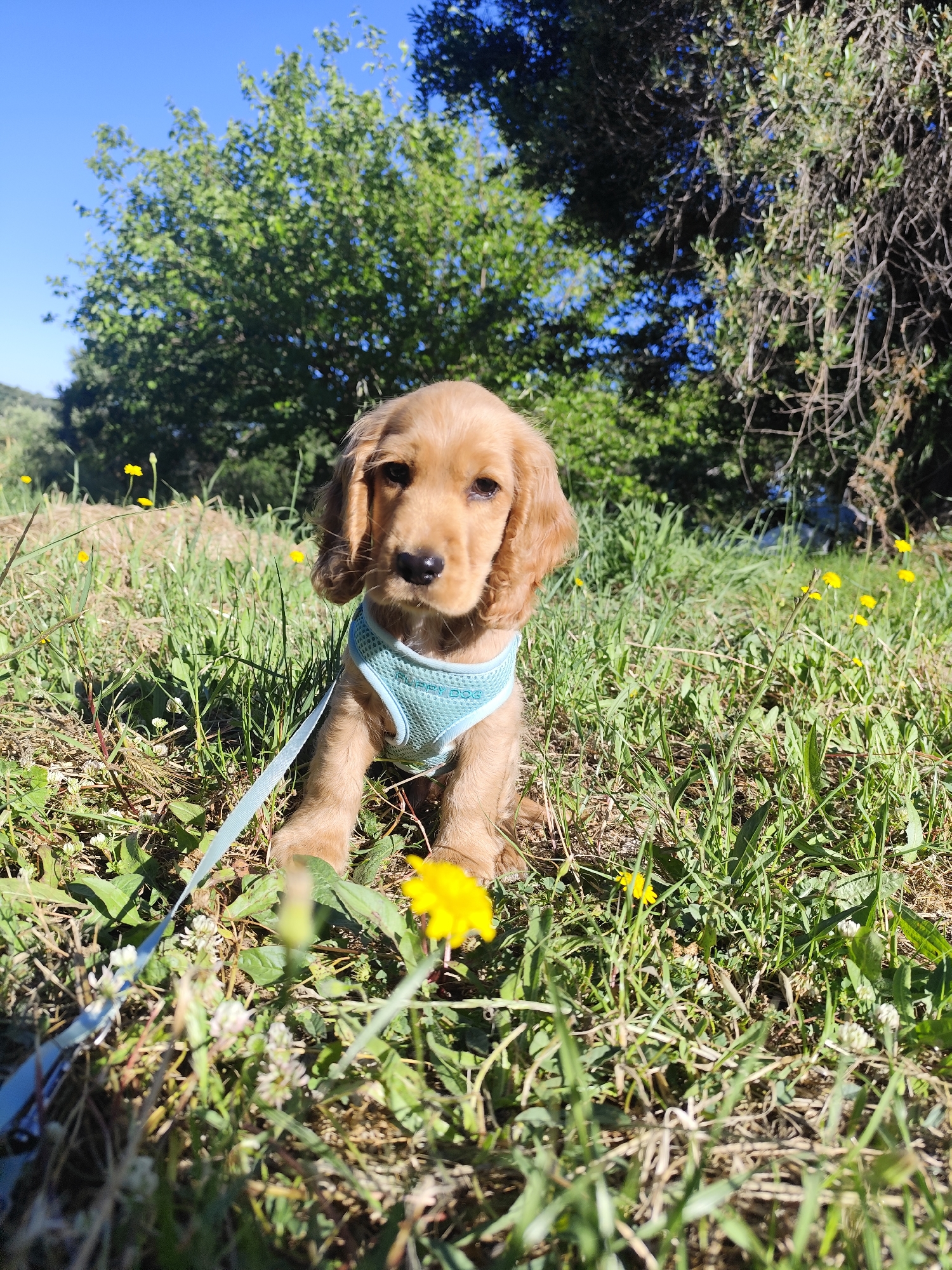 A cocker spaniel puppy sits in a grassy field with small yellow flowers, possibly dandelions. The puppy is wearing a light blue harness and a matching leash is visible. The background features green trees and a bright blue sky. The location is Dafni, Greece, suggested by the presence of olive trees and a Mediterranean climate.