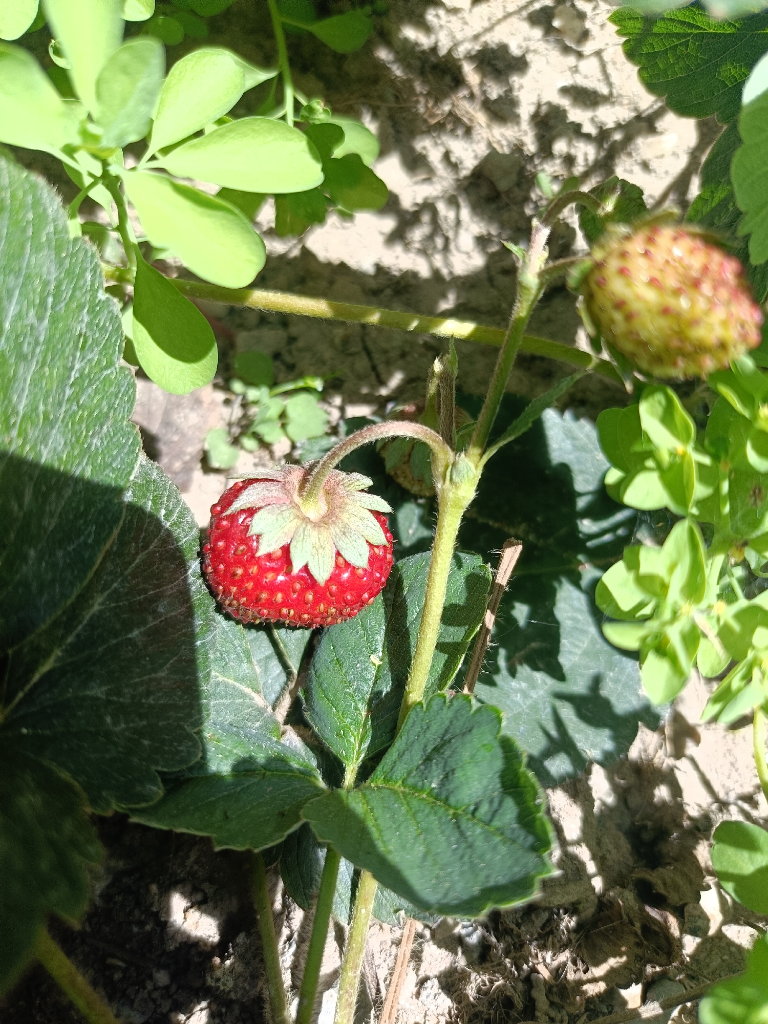 A close-up shot focuses on a ripe red strawberry and an unripe green strawberry on a strawberry plant. The ripe strawberry, on the left, is heart-shaped with visible seeds and is surrounded by green leaves and stems. The unripe strawberry, on the upper right, is small and green with red speckles, also on a stem. The background consists of dry soil with some debris, suggesting an outdoor environment. The lighting indicates natural sunlight, casting shadows on the leaves and ground. The image appears to be taken in a garden or natural setting, though no specific urban location is identifiable.