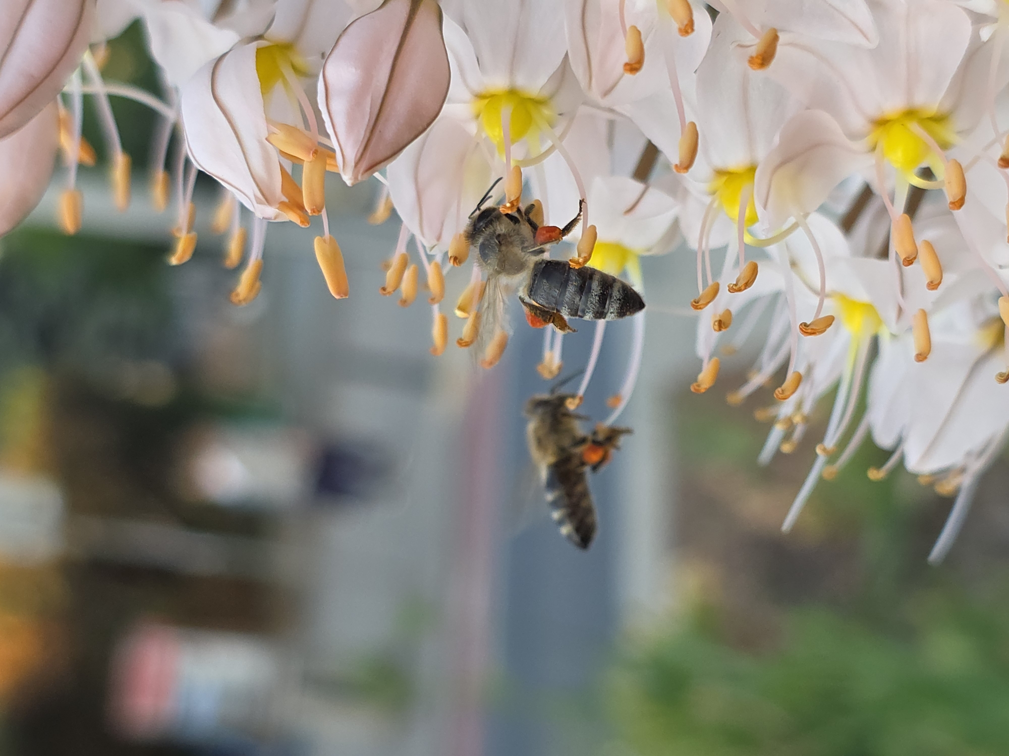The image depicts two bees clinging to the stamens of white and pale pink flowers, likely in an urban environment. The background is blurred but suggests an urban setting, potentially Warsaw, Poland, based on possible visual cues. The bees are positioned upside down, laden with orange pollen, indicating they are actively foraging. The flowers are in full bloom with yellow centers.