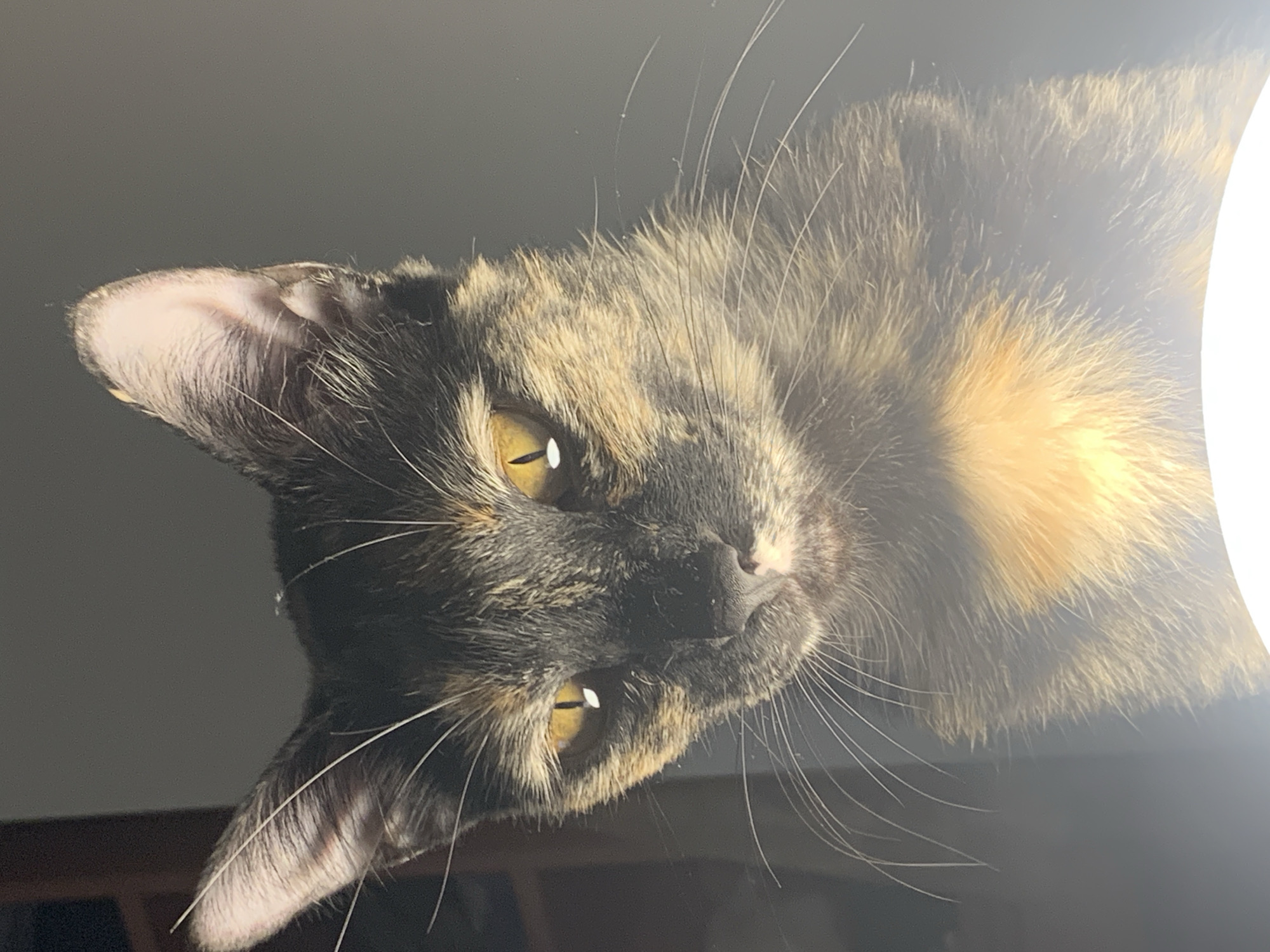 A close-up, slightly angled view of a tortoiseshell cat's face. The cat is mostly black and brown with patches of light orange. Its eyes are yellow-gold. The cat's head is tilted, with its right ear visible on the left side of the frame. The background is dark. A bright light source is present on the right side of the frame. There is no evidence to associate it with Buenos Aires.