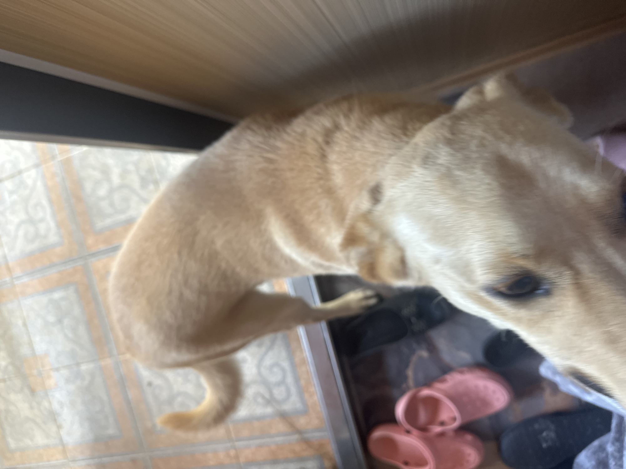 A light-colored dog stands indoors on a tiled floor near a doorway. The dog is facing the camera, with its head and front paws visible in the foreground. A pair of pink Crocs and other dark footwear are scattered on the floor to the left of the dog. The background consists of a doorframe and more tiled flooring. The image appears to have been taken in Sochi, Russia.