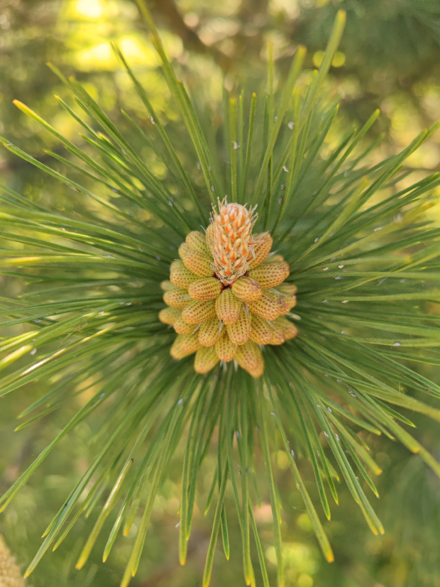 A close-up, high-angle shot captures the intricate detail of a pine branch. At the center is a cluster of small, cone-like structures, predominantly in shades of yellow and orange, arranged in a spiral pattern. These structures exhibit a textured surface with tiny depressions. Surrounding this central cluster are long, slender green pine needles radiating outwards, creating a circular composition. Some needles have lighter tips, suggesting new growth or sun exposure. The background is blurred, with hints of green foliage and diffused sunlight, providing a soft, natural backdrop to the main subject. The location of the photo is Sennoy, Russia.