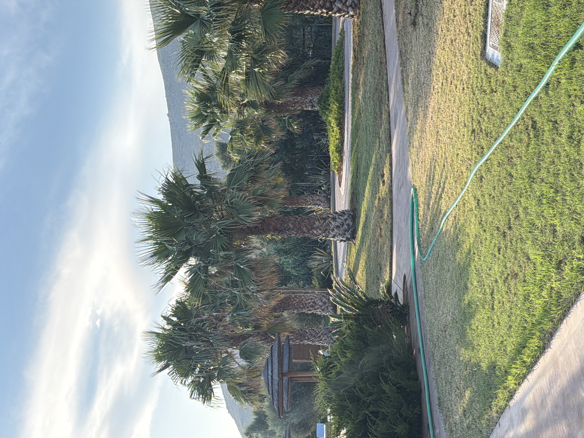 The image depicts a serene outdoor scene, likely in the city of Viglafia, Greece, characterized by a landscape featuring several palm trees. The foreground shows a neatly manicured lawn with a bright green garden hose winding across it, suggesting recent watering. Adjacent to the lawn is a paved walkway. In the mid-ground, a cluster of mature palm trees stands tall, their fronds casting shadows on the grass. Behind the palm trees, there's a thatched-roof gazebo or seating area, hinting at a recreational or hospitality setting. Further in the background, lush green foliage and distant hills under a partly cloudy sky complete the picturesque view. The overall atmosphere is peaceful and idyllic.