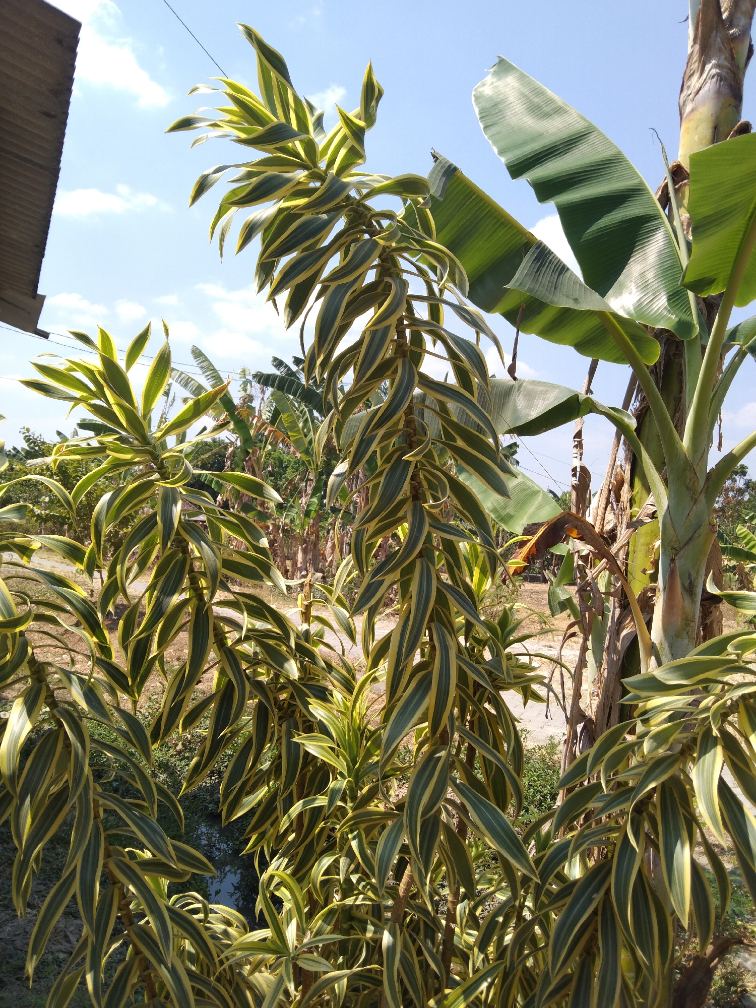 The image depicts an outdoor scene with lush vegetation under a clear blue sky with scattered clouds. In the foreground, several tall plants with long, variegated green and yellow leaves dominate the frame. The leaves are slender and pointed, with a graceful, arching shape. To the right of these plants, the thick, fibrous trunk of a banana tree is visible, with large, green banana leaves unfurling upwards. In the background, more tropical foliage can be seen, including what appear to be more banana trees and other dense green plants. The ground appears to be dry and earthy, with some patches of grass. A small, dark body of water, possibly a pond or ditch, is visible in the lower middle section of the image, reflecting the sky. The overall impression is one of a tropical or subtropical garden environment. There are no people or animals visible in the image. The scene is brightly lit, suggesting it was taken during the daytime. A glimpse of a wooden structure with horizontal siding is visible in the upper left corner, hinting at a man-made element nearby. The location is identified as Buntalan, Indonesia.
