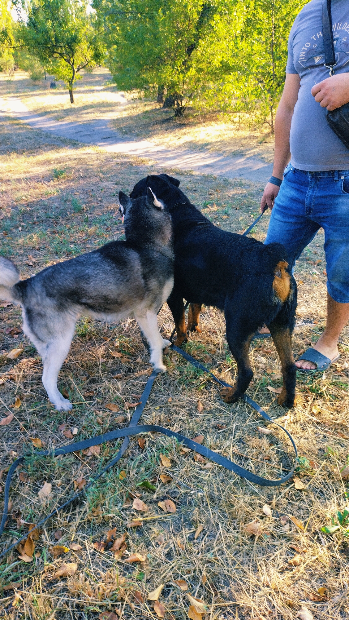 A person, partially visible from the chest down, stands to the right of two dogs in a grassy, outdoor area. The person is wearing blue denim shorts, a grey t-shirt, and dark sandals. They are holding a leash that is attached to a black Rottweiler, which is standing to the right. To the left of the Rottweiler is a grey and white Husky, facing the Rottweiler. Both dogs are on leashes. The ground is covered with dry grass and fallen leaves. In the background, trees with green foliage are visible, and a dirt path is present. The scene appears to be a park or wooded area in the city of Horishni Plavni, Ukraine.