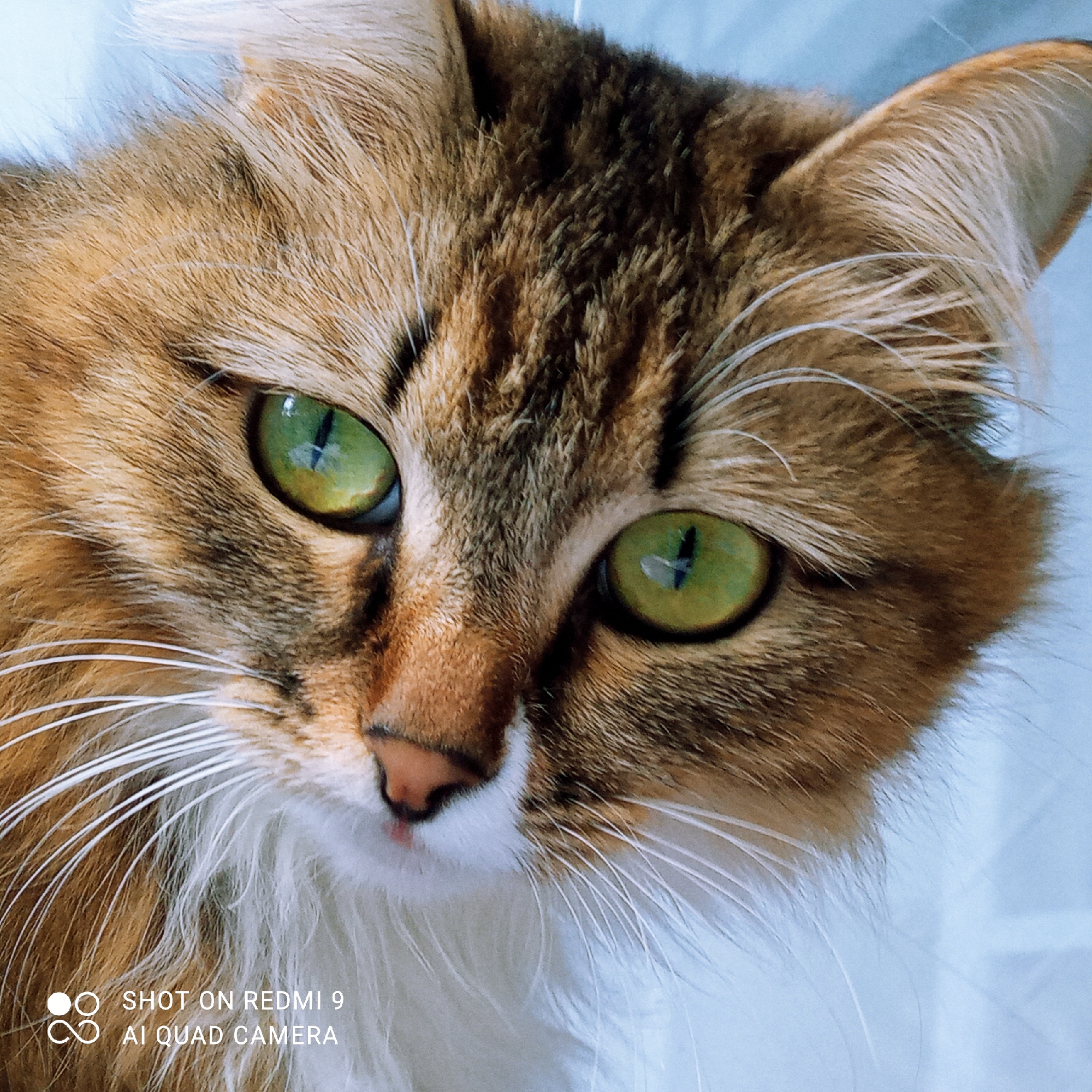 This is a close-up, eye-level, portrait photograph of a long-haired calico cat's face, taken from a slightly downward angle. The cat's fur displays a mixture of brown, orange, and white tabby markings. Its large, expressive green eyes are the focal point of the image, with visible pupils. The cat's pink nose is visible, along with its long white whiskers. The background is a plain, light blue, out-of-focus surface. The bottom left corner of the image contains a watermark that reads "SHOT ON REDMI 9 AI QUAD CAMERA". The image does not contain any identifiable landmarks or elements that would place it in a specific city or geographical location, including Chaikovsky, Russia.