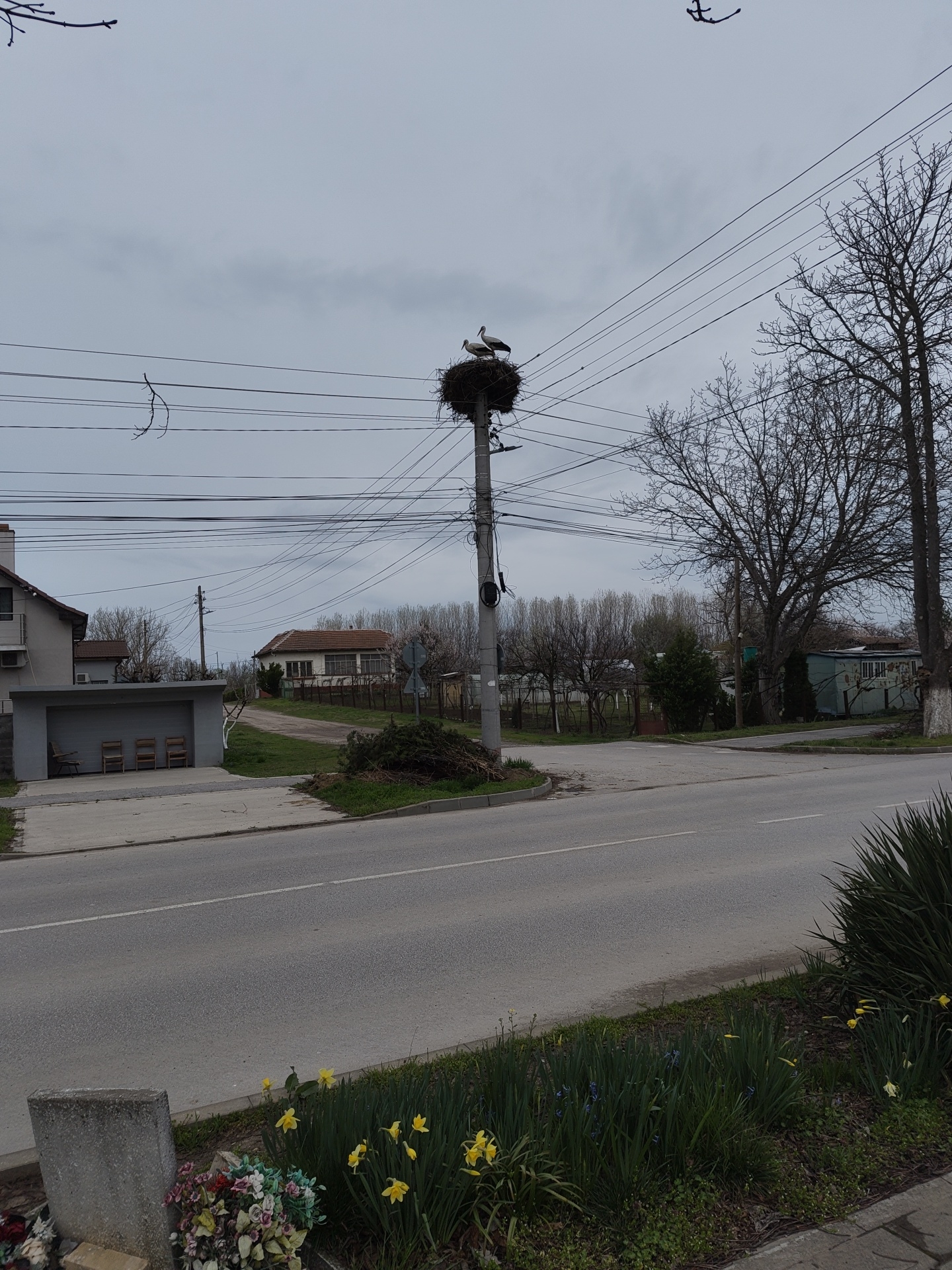 The image depicts a street scene in what appears to be a residential area of Kozloduy, Bulgaria. A utility pole dominates the central view, topped with a large stork's nest containing two storks. Electrical wires extend from the pole. To the left, there is a low garage-like building with chairs visible inside. Further down the road, a single-story house is visible behind a small patch of greenery. On the right side of the street, a bare tree stands near a small, light blue house. In the foreground, there is a flower bed with yellow daffodils. A grave marker is visible on the left edge of the frame, adorned with artificial flowers. The sky is overcast. The street is paved and appears to be relatively quiet. There are no visible people.