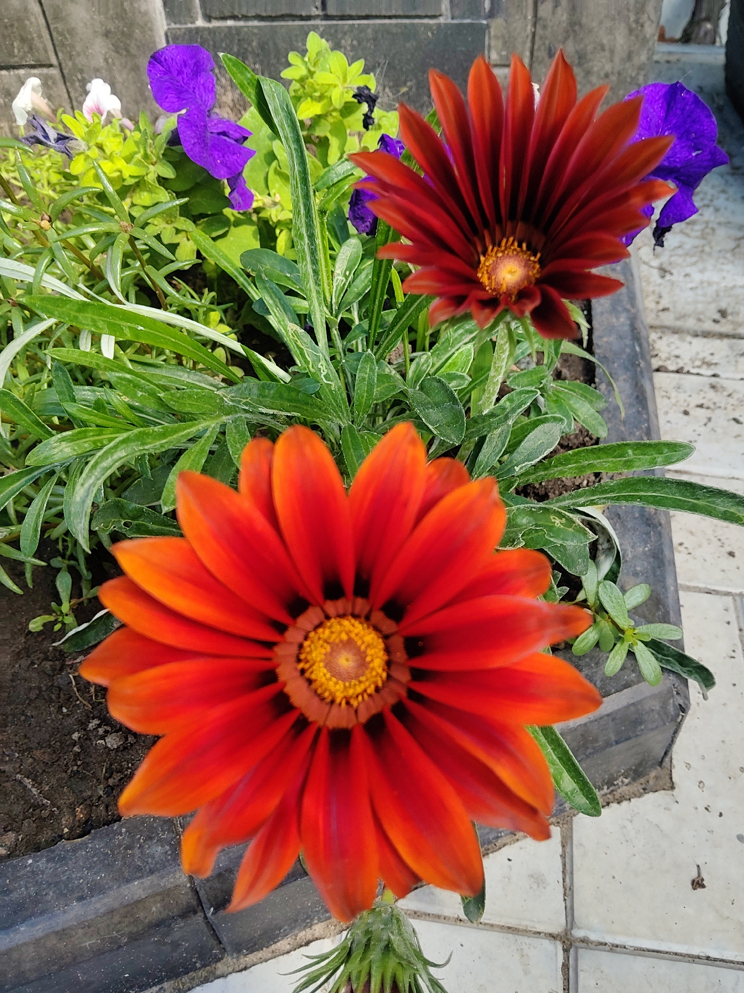 In a close-up, slightly angled shot, two gazania flowers dominate a planter box. The larger, in the foreground, is a vibrant orange-red with darker red stripes radiating from its bright yellow-orange center. Its petals are broad and pointed, fanning outwards. Behind it, a second gazania, mostly out of focus, displays deep red petals with dark, almost black, stripes. Several purple petunias are visible amongst lush green foliage in the background. The planter box is made of dark material, and it sits on a paved surface. The background suggests an outdoor urban setting, possibly a balcony or patio, with a textured gray wall behind the planter. The lighting is bright, indicating daylight. The specific location of Kharkiv, Ukraine is not discernible from the image.