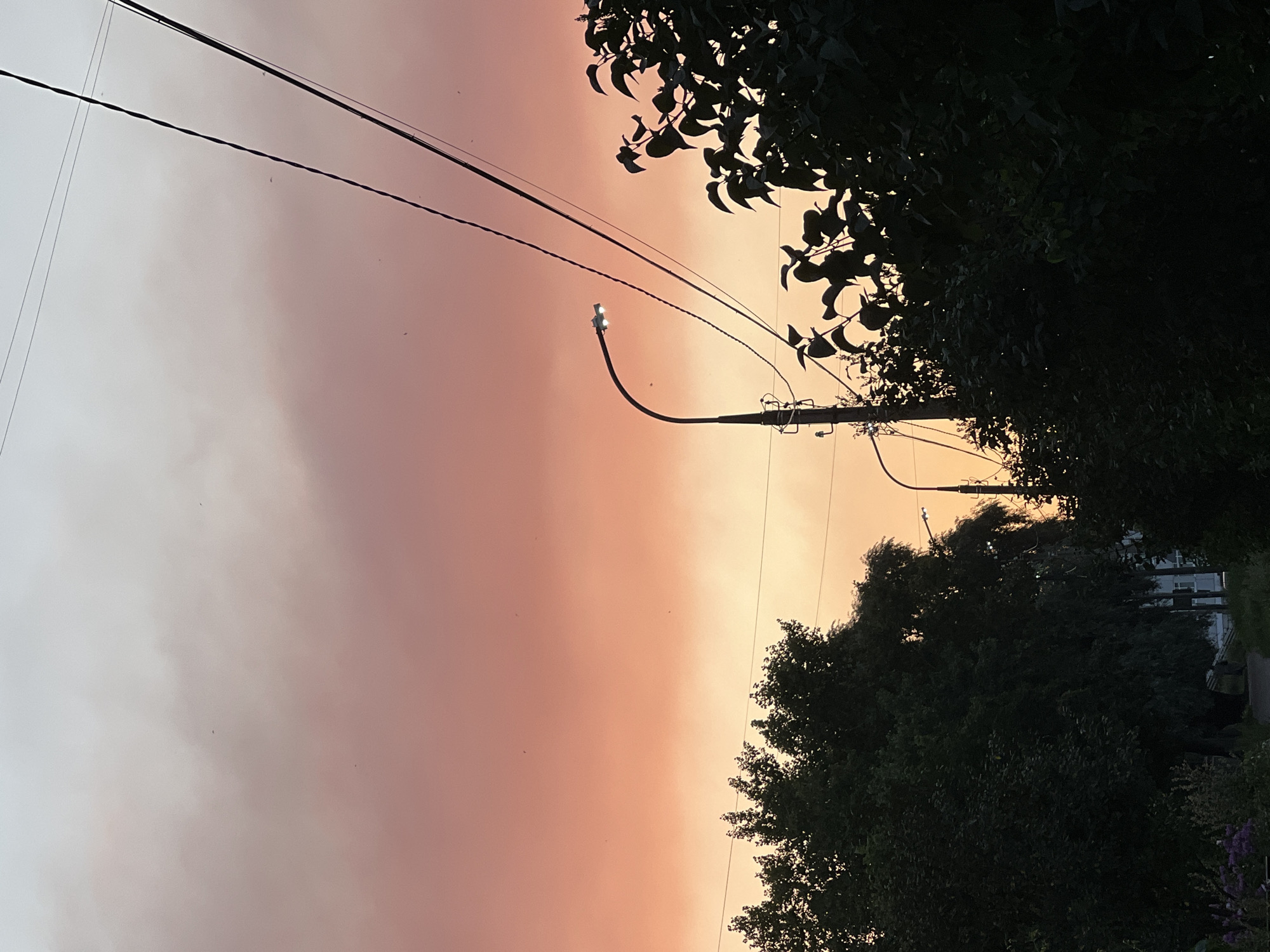 The image captures a sunset over a street in Chaikovsky, Russia. The sky is a gradient of soft pinks and oranges, transitioning to a pale gray at the top. Silhouetted against the colorful sky are several elements: a street lamp with its light on, power lines stretching across the frame, and the dark, leafy canopies of trees and bushes. Some small birds are visible as tiny specks in the sky. The lower portion of the image is dominated by the dense foliage of trees, with a hint of a street and some buildings visible in the background, partially obscured by the greenery. The overall scene is tranquil, depicting the end of the day in a residential or suburban area.
