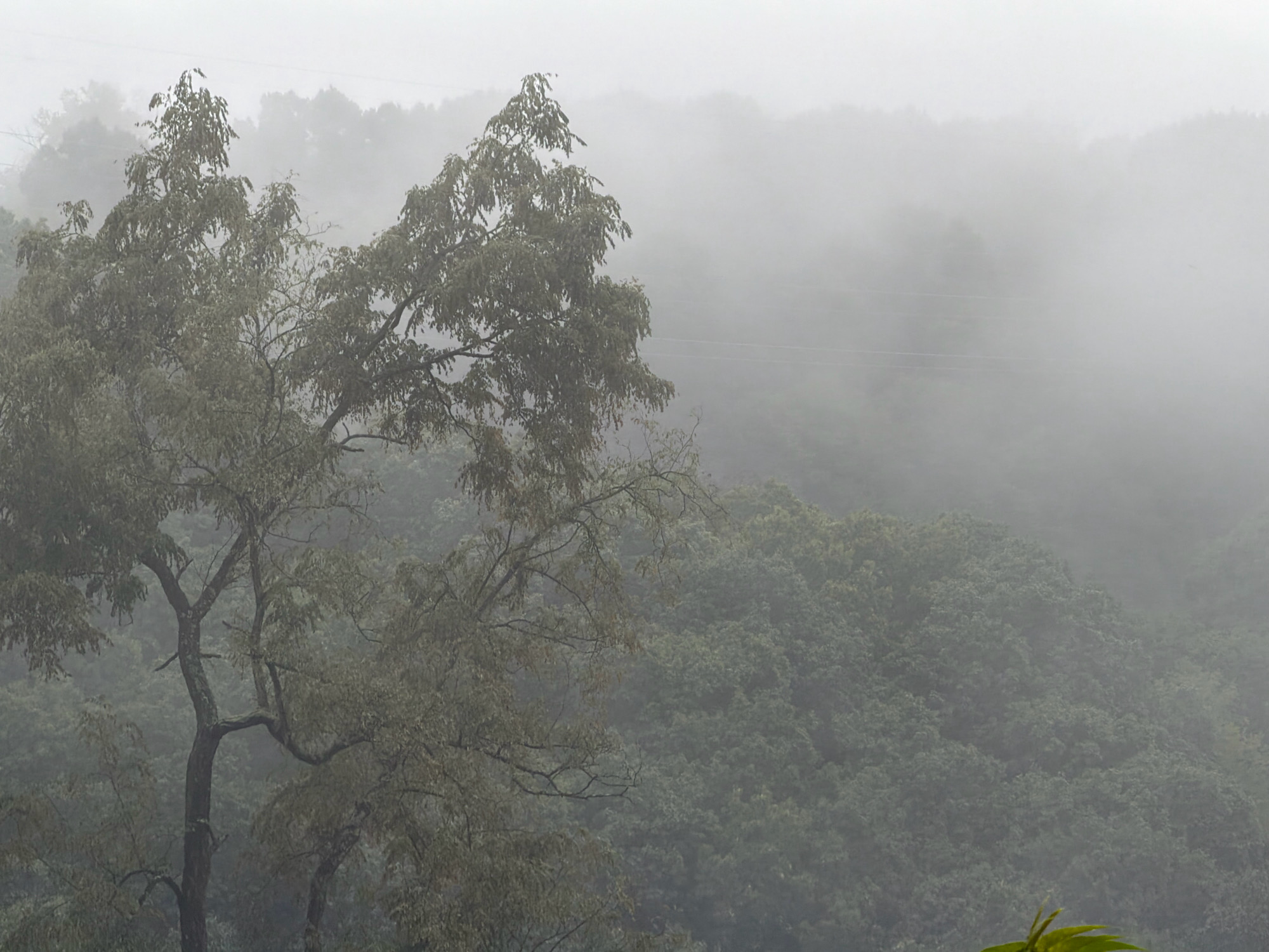 The image depicts a foggy, overcast day in Weirton, United States of America, focusing on a lush, tree-covered hillside. In the foreground, a large tree with sparse, leaf-bare branches dominates the left side of the frame, its trunk dark and gnarled. The middle ground is filled with dense, dark green foliage, indicating a thick forest or undergrowth, which gradually fades into the background due to the heavy fog. The fog obscures the distant landscape, creating a hazy, ethereal atmosphere. Two thin, horizontal lines, possibly power lines, are faintly visible stretching across the misty middle ground. No people or animals are visible in the scene. The overall impression is one of natural beauty shrouded in mist, with the environment suggesting a temperate climate during a time of year when deciduous trees have shed their leaves.