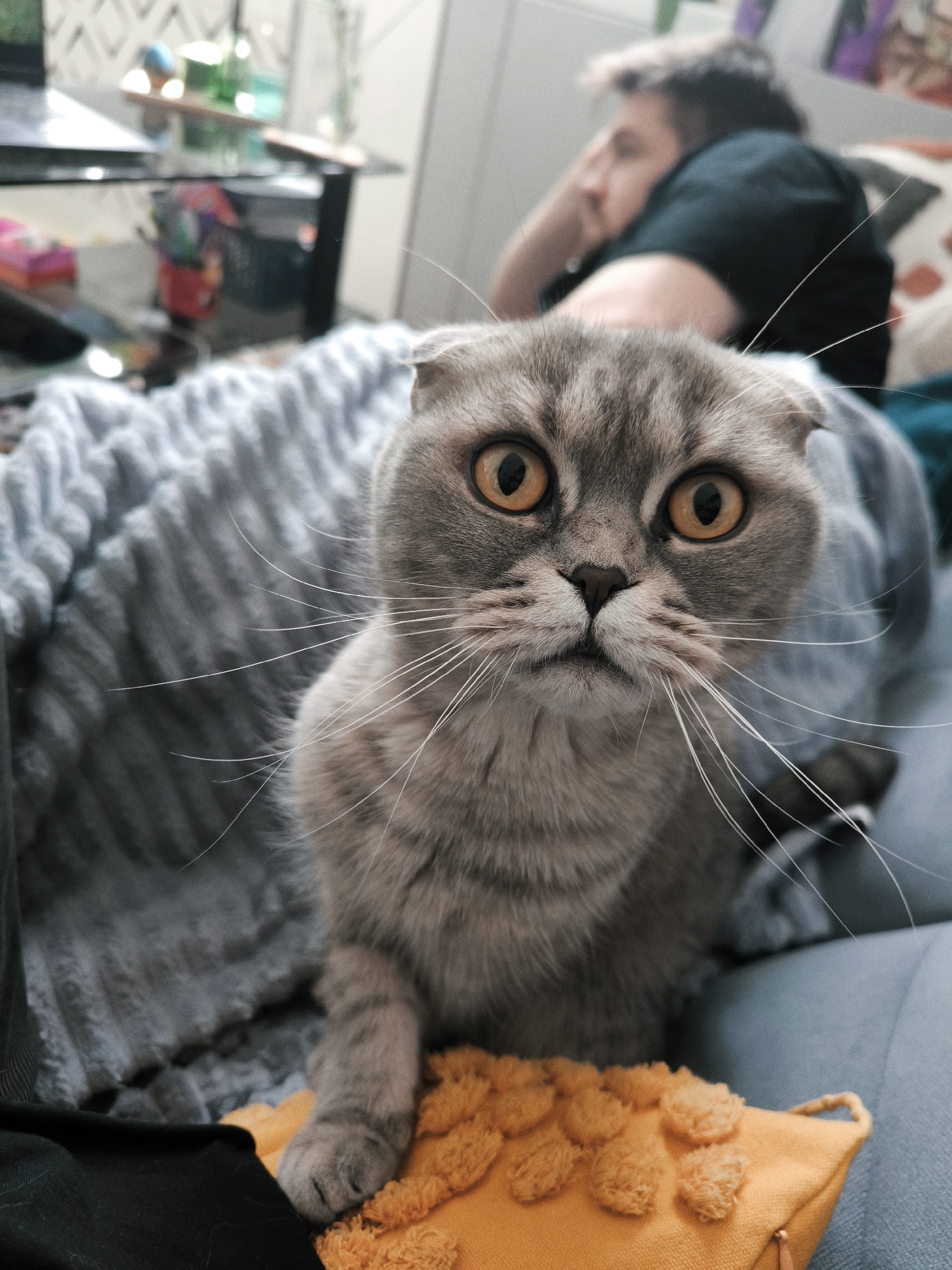 A gray Scottish Fold cat with large, amber eyes sits prominently in the foreground, positioned on what appears to be an orange decorative pillow. The cat is looking directly at the viewer. A gray, textured blanket is draped behind the cat. In the blurred background, a person is reclining on a couch, wearing a black shirt and resting their head on their hand. A table with various items on top is visible behind the couch. The location of Fryazino, Russia, is not discernible from the image.