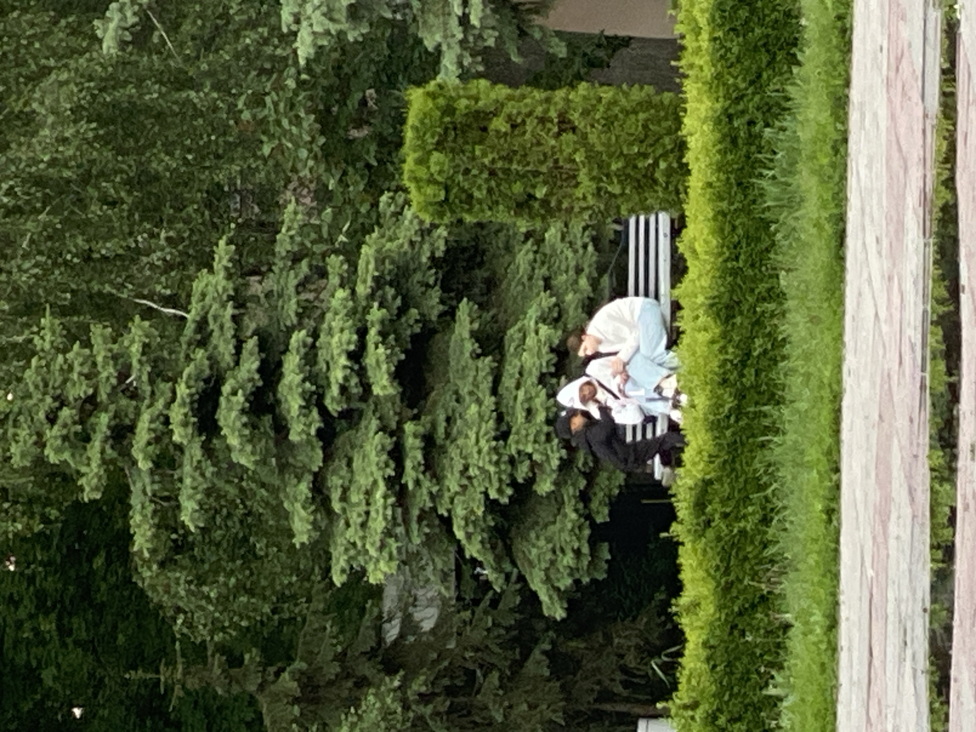 This media file captures an outdoor scene in a park or garden in Poltava, Ukraine, dominated by lush greenery. The image appears to be rotated, but when viewed in its correct orientation, it shows two individuals seated on a white-slatted park bench positioned centrally.
The subject on the left side of the bench is wearing a light-colored, possibly white or pale blue, top and light-colored pants. Their head is bowed forward, obscuring their face, suggesting they are looking down at something in their lap or on the ground, or simply resting. The second subject, seated to their right, wears a dark, possibly black, hooded top. This individual also appears to be leaning forward, their face obscured.
The setting is rich in natural elements. Tall, dark green coniferous trees, possibly spruce or fir, form a dense background on the left side of the frame. To the right, a neatly trimmed, bright green hedge runs vertically, creating a clear boundary. Adjacent to this hedge on the far right is a light-colored wooden fence with vertical planks, possibly weathered, that further defines the space. Another rectangular, well-maintained green hedge is visible behind the bench and subjects, providing additional depth to the scene.
The activity appears to be a quiet moment of rest or contemplation. The soft, even lighting suggests it is daytime, likely during an overcast period or the gentle hours of early morning or late afternoon. No specific emotions are discernible due to the subjects' obscured faces and distance. There is no visible text in the image. The overall atmosphere conveys a sense of tranquility and natural beauty within a public green space.