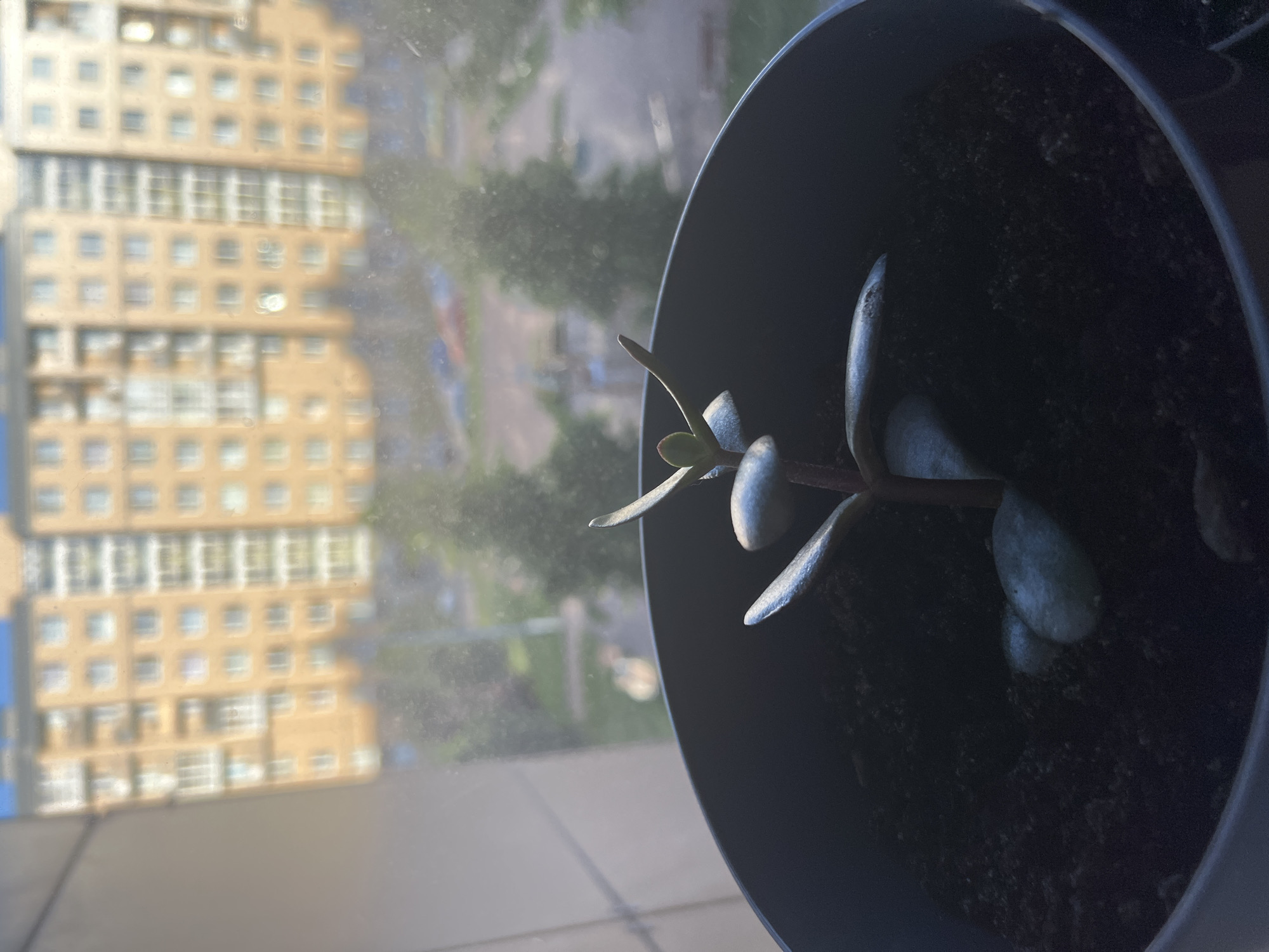 A close-up, low-angle shot focuses on a small succulent plant in a dark gray pot. The plant, which appears to be a jade plant, has thick, fleshy leaves with a bluish-green hue and a reddish stem. Some of the leaves are tinged with red at the edges. The pot is filled with dark soil, and a few small pebbles are visible on the surface.
In the background, seen through a window, is an urban landscape. A tall, light brown apartment building with numerous windows dominates the upper portion of the background. Below the building, a blurred view of trees and a road with a few parked cars can be discerned. The overall lighting suggests it is daytime, with sunlight illuminating the scene. The image is slightly out of focus, particularly in the background.