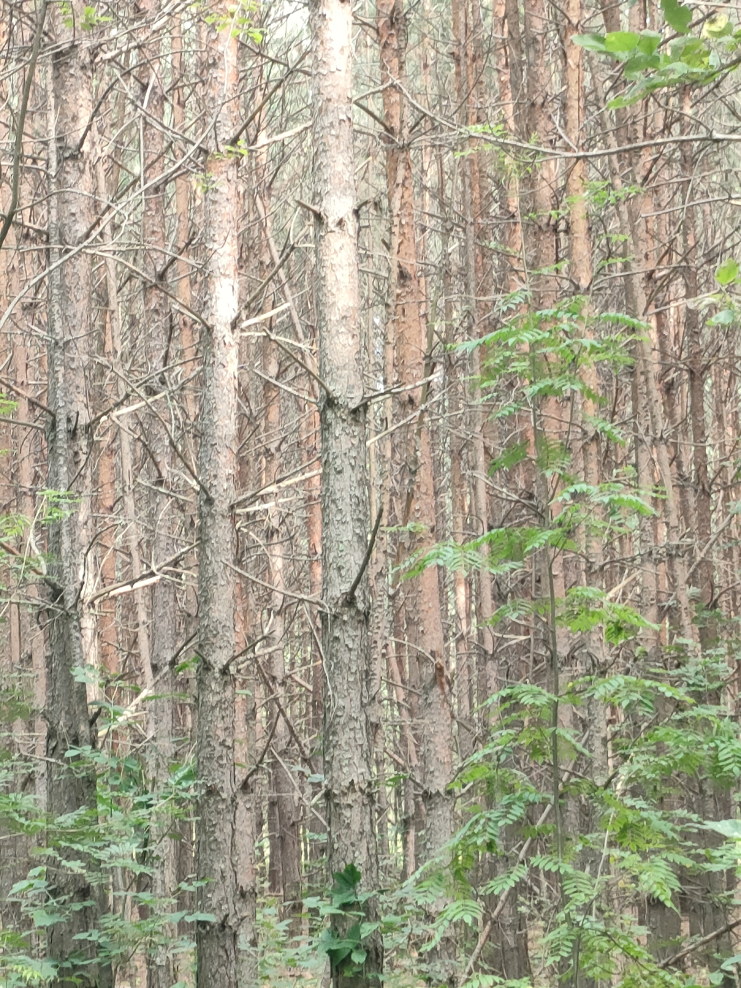 A dense forest of tall, thin pine trees with rough, light brown bark fills the frame. The trees are closely packed, creating a textured background of vertical lines. Scattered amongst the pines are branches and some sparse green foliage, particularly in the lower right and center-left portions of the image. The lighting suggests an overcast day or a shaded area within the forest. This scene is typical of the natural environment found in and around Yuzhnyy, Russia, which is characterized by extensive coniferous forests. There are no people or visible signs of human activity depicted.