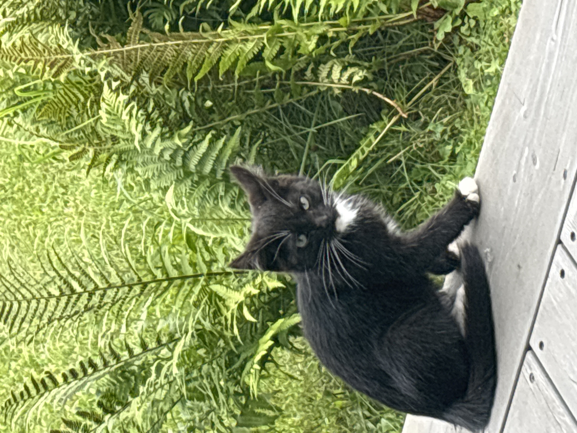 A black and white kitten sits on a wooden deck. The kitten is facing forward, with its left paw extended. Its fur is mostly black, with white markings on its chest and paws. It has bright green eyes and long white whiskers. The background is a dense growth of ferns and other green foliage. The image appears to have been taken outdoors on a cloudy day.