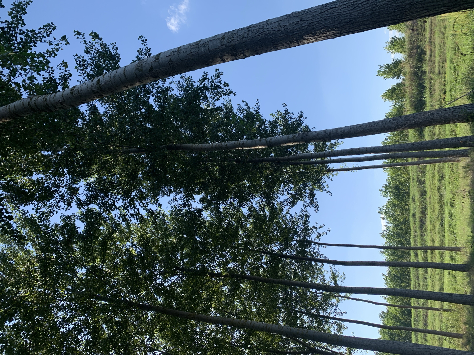 In Massenzatica, Italy, a sun-drenched scene unfolds with a grove of tall, slender trees dominating the foreground. Their grey bark, marked with distinct lines, reaches towards a clear blue sky, interspersed with patches of lush green leaves. The trees are arranged in a dense formation, creating a natural wall. Beyond them, a gently sloping green field stretches into the distance, dotted with more trees forming a verdant horizon line under the bright sky. The overall impression is one of natural beauty and tranquility.