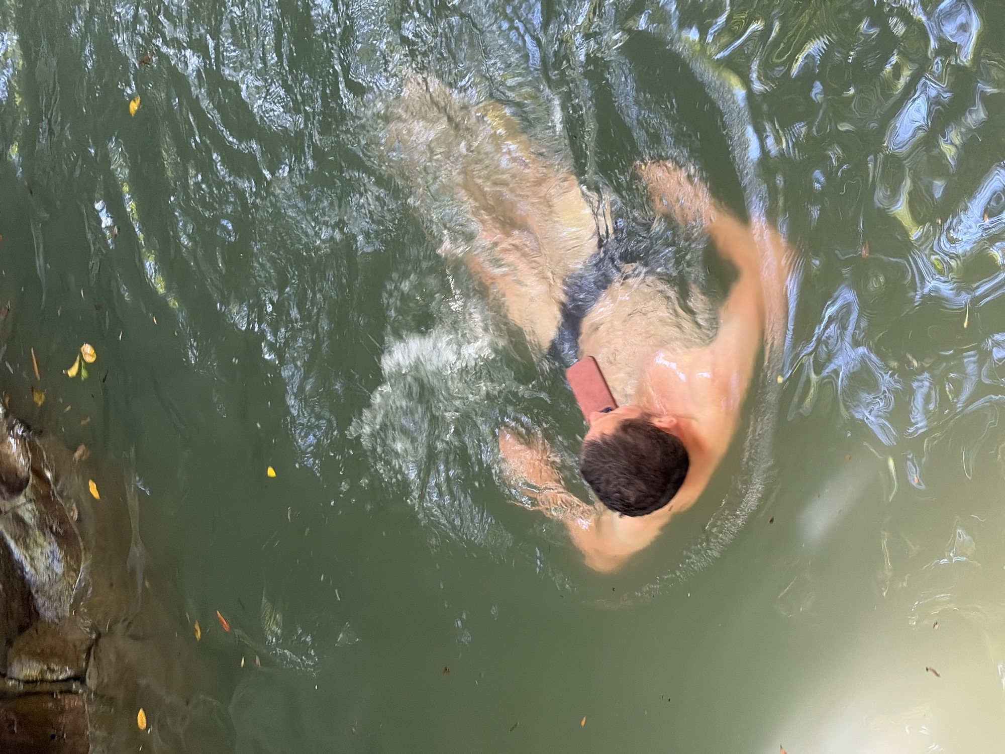 A person is swimming in a body of water that appears to be a river or a natural pool. The water is a murky green color with ripples and reflections of the surrounding environment, suggesting it is outdoors and possibly in a shaded area. Several yellow and brown leaves are floating on the surface of the water. To the left of the frame, a rocky bank is visible, covered in moss and vegetation. The person, whose back is to the camera, is partially submerged in the water, with their head and shoulders visible above the surface. They are wearing dark-colored swim trunks and appear to be holding a light pink object in their right hand. The overall impression is one of leisure and relaxation in a natural setting. The sunlight filtering through the trees creates dappled patterns on the water.