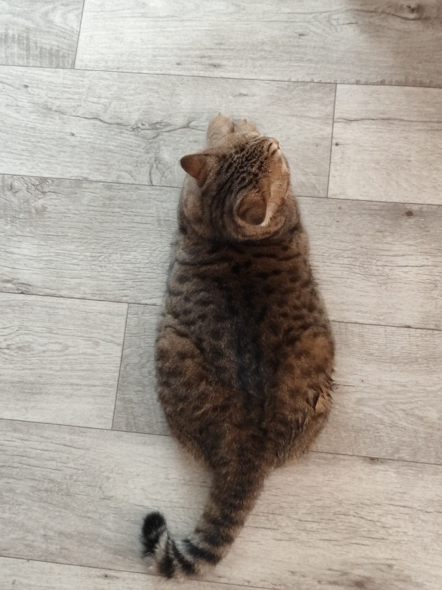 A tabby cat is lying on a light-colored wooden floor. The cat is facing away from the camera, with its head turned to the left, looking upwards. The cat's fur is a mix of brown, black, and gold tabby stripes. Its tail is curled around its body. The floor is made of planks with a wood grain pattern. There is no indication of the specific location in Komsomolsk-on-Amur, Russia.