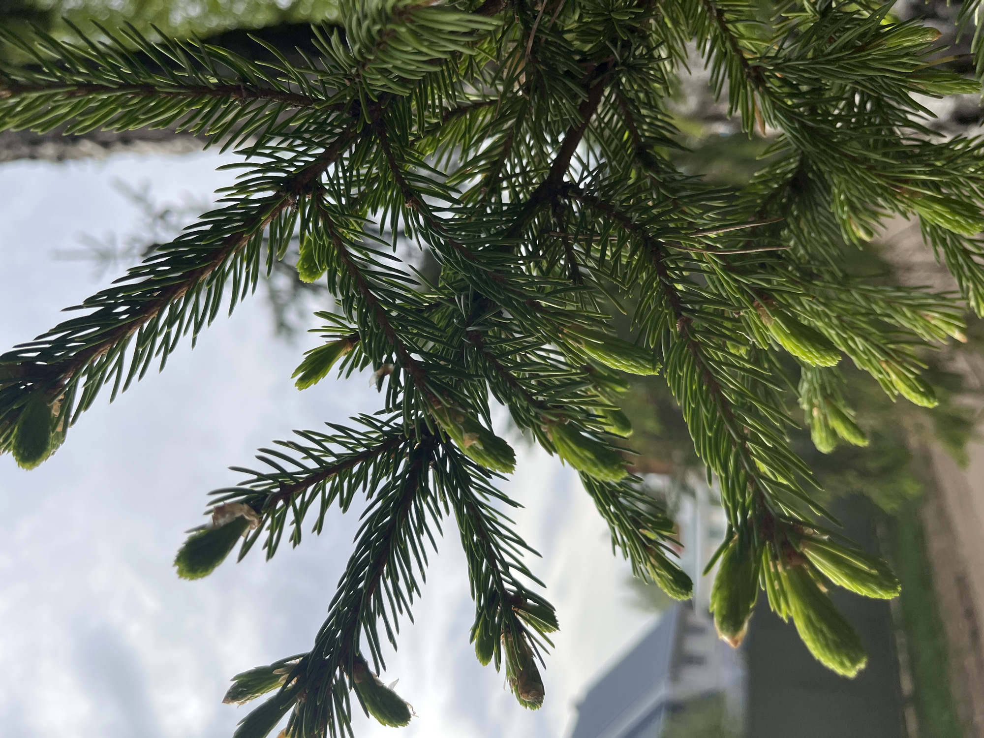 The image is a close-up shot of a spruce tree branch with new spring growth, possibly located in the city of Chaikovsky, Russia. The tree is identifiable by its short, pointed needles that are attached individually to the branches. The new growth is visible as small, light-green buds at the tips of the branches. The background is out of focus, but it seems to be composed of a cloudy sky, trees, and buildings. The photograph is taken from a low angle, looking up at the tree branch.