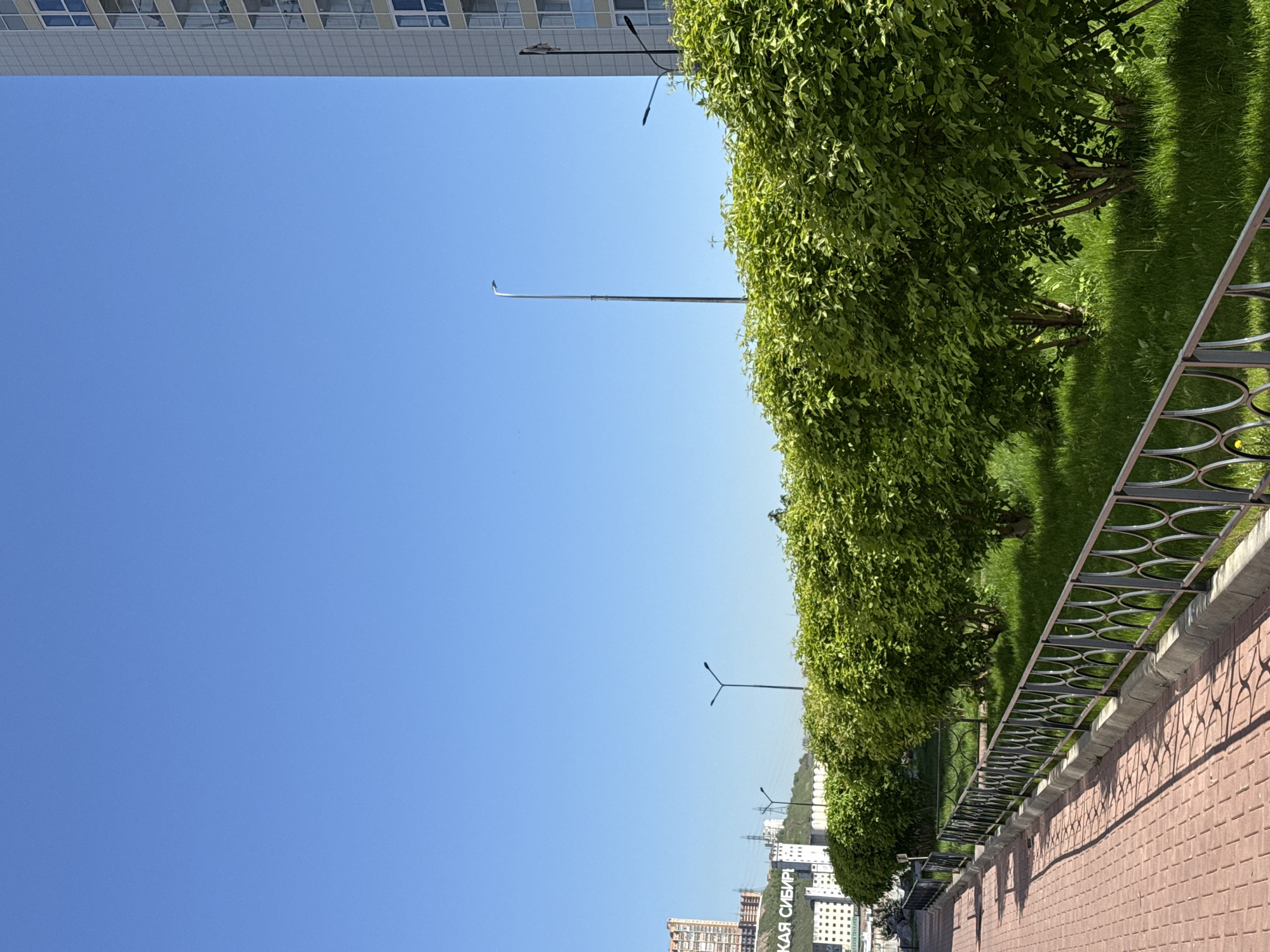The image, correctly oriented, displays a sunny urban or park scene. In the foreground, a paved walkway made of reddish-brown interlocking pavers runs horizontally, casting sharp shadows from a decorative dark metal fence immediately to its left. The fence features a series of circular patterns along its top rail.
Beyond the fence and walkway, a lush green strip of land is visible, featuring well-maintained grass and a dense row of vibrant green bushes that form a hedge. Several tall, slender lampposts with curved tops are interspersed throughout this green area, extending upwards against the clear blue sky.
The upper portion and background of the image are dominated by a bright, clear blue sky, indicating fair weather. In the distance, modern multi-story buildings with various architectural styles are visible, suggesting a city environment. One building in the mid-ground, partially obscured by foliage, displays Cyrillic text: "КАЯ СИБИР" (likely part of "Krasnoyarsk Siberia"), confirming the location as Krasnoyarsk, Russia. The top edge of the image also shows the base of a large building with reflective windows.
The strong shadows cast by the fence and bushes suggest it is daytime, likely mid-morning or afternoon. No people or specific activities are visible; the scene appears peaceful and well-kept.