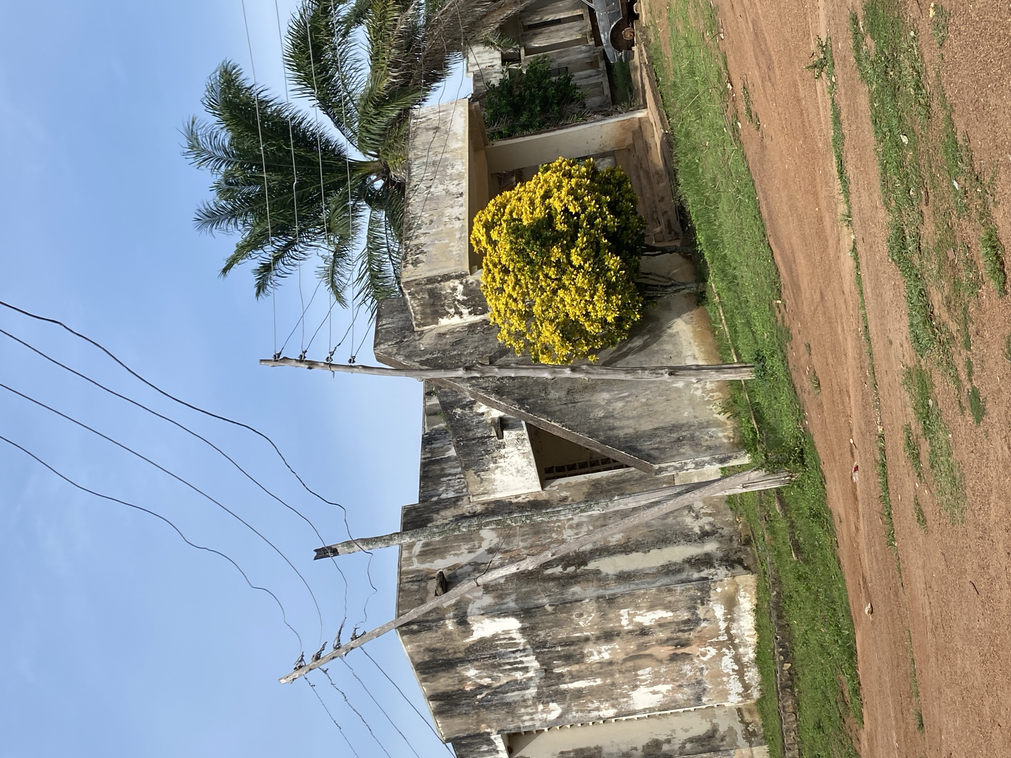 An outdoor, medium shot captures a weathered, concrete structure with a pale blue sky above. Several overhead wires run diagonally across the frame, supported by wooden poles. A vibrant, bushy yellow flowering plant is situated in front of the building, to the right of a leaning wooden pole. To the left of the yellow plant, a set of concrete stairs leads up to a covered entrance. Behind the flowering plant, a tall palm tree with green fronds is visible against the sky, with another palm tree partially obscured to its right. The building itself appears aged, with patches of discoloration on its exterior. To the far right, a portion of a dark-colored vehicle, appearing rusted, is visible. The foreground consists of a dirt path with sparse green grass growing on it. The overall scene suggests an outdoor environment in a warm climate.