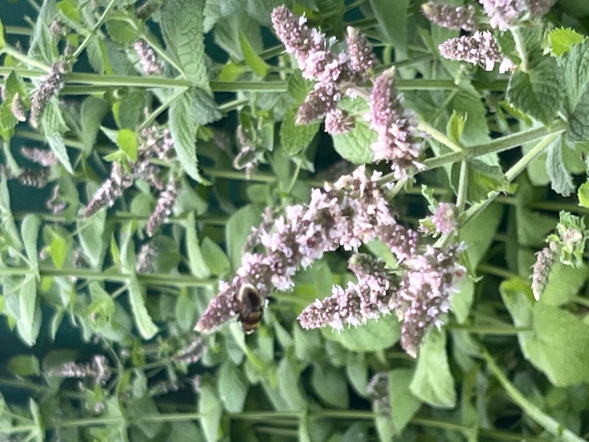 A close-up, slightly blurred, vertical, eye-level shot captures a bumblebee hovering over a cluster of small, pale pink flowers. The bee is brown and black with a fuzzy abdomen and is positioned on the left side of the frame. The flowers are tightly packed on spikes, with some individual blossoms visible. The background consists of out-of-focus green foliage, likely mint plants due to the appearance of the leaves and flower spikes. The overall impression is one of nature in a garden setting, possibly in a city like Otradnoye, Russia, focusing on the interaction between an insect and flora.