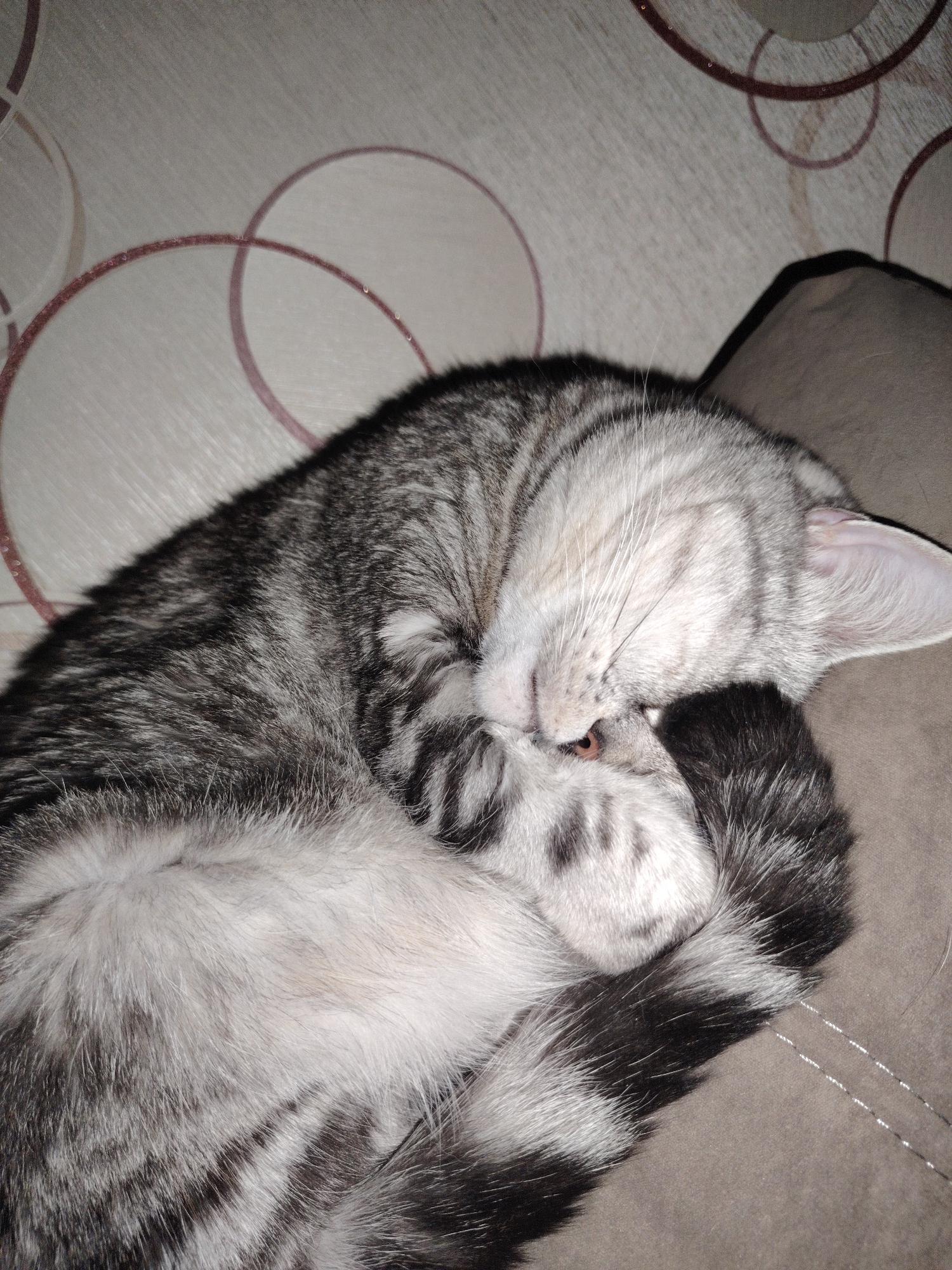 A close-up, eye-level shot captures a silver tabby cat deeply asleep or resting comfortably indoors. The cat is curled up in a tight ball, facing away from the viewer, with its head tucked into its paws and body, partially covering its face. A small part of its nose and a hint of an amber-colored eye are visible between its paws. Its fluffy fur displays a distinctive pattern of silver and dark grey stripes and swirls. The cat's tail, also striped, is wrapped around its body.
The feline rests on a soft, greyish-brown upholstered surface, likely a sofa or bed, with faint stitching visible on the right. In the background, a wall or wallpaper features a light beige or off-white color adorned with subtle, abstract circular patterns in a reddish-brown hue. The lighting appears dim, suggesting an evening or nighttime setting, creating a soft, peaceful atmosphere. The cat's posture conveys a sense of deep relaxation and contentment. No text is visible in the image.