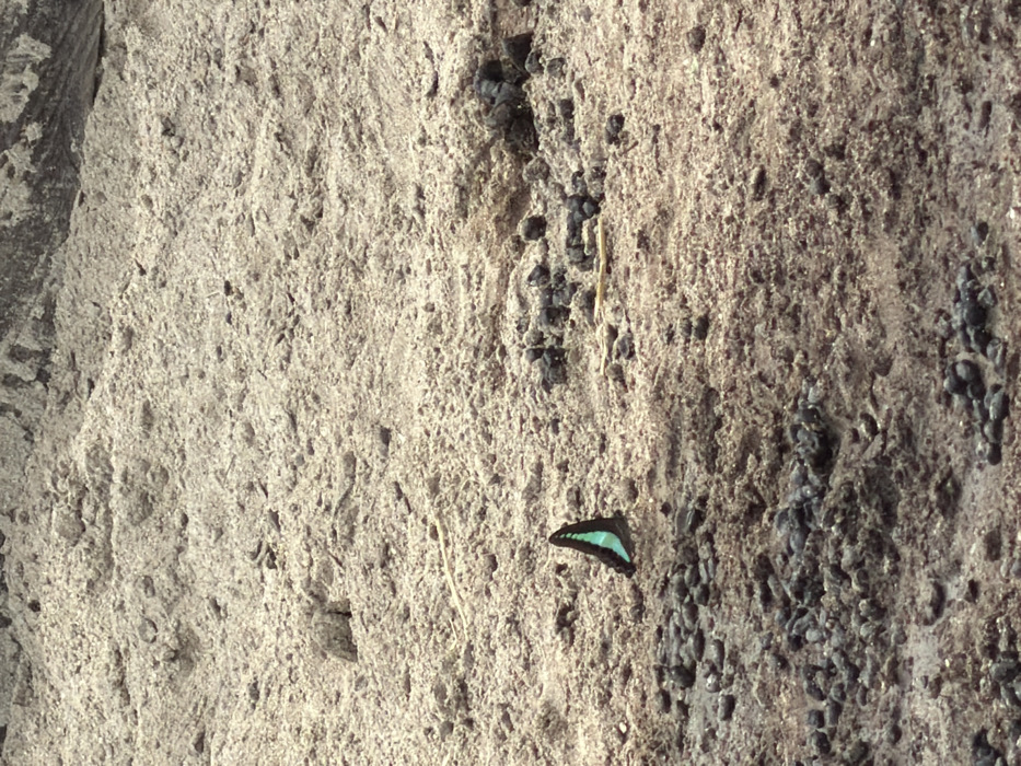 A close-up shot of a rough, textured rock face. The surface is predominantly beige-gray, marked with crevices and small dark pebbles. A bright green and black butterfly perches on the rock. The textures, coloring, and lighting imply it is outdoors.