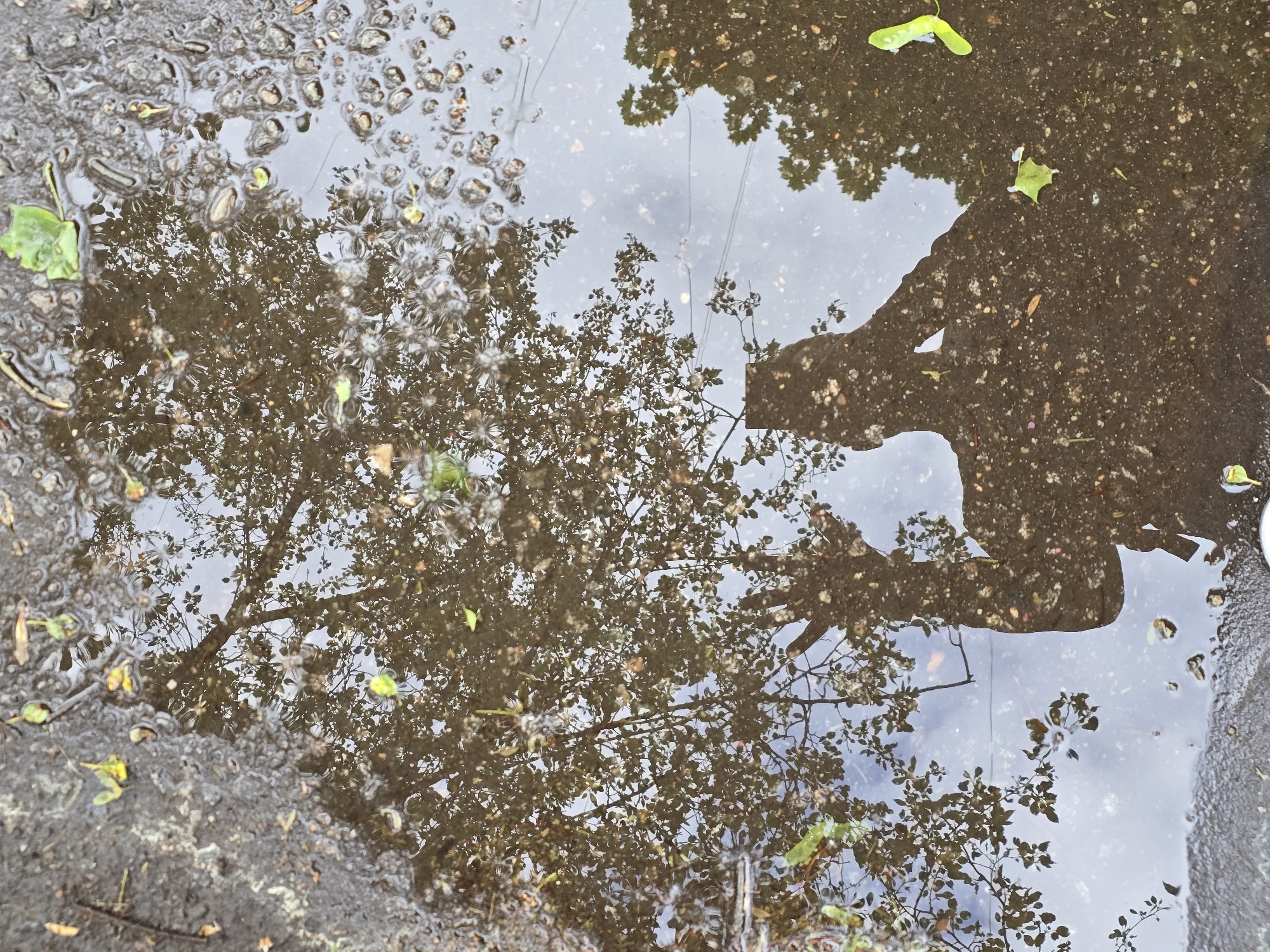 The image depicts a puddle on a paved surface, likely a street, reflecting the surroundings. Reflected in the water are trees and a person. The surface around the puddle is wet, suggesting it has recently rained. Based on the visible elements, it is not possible to confirm the location as Moscow, Russia.