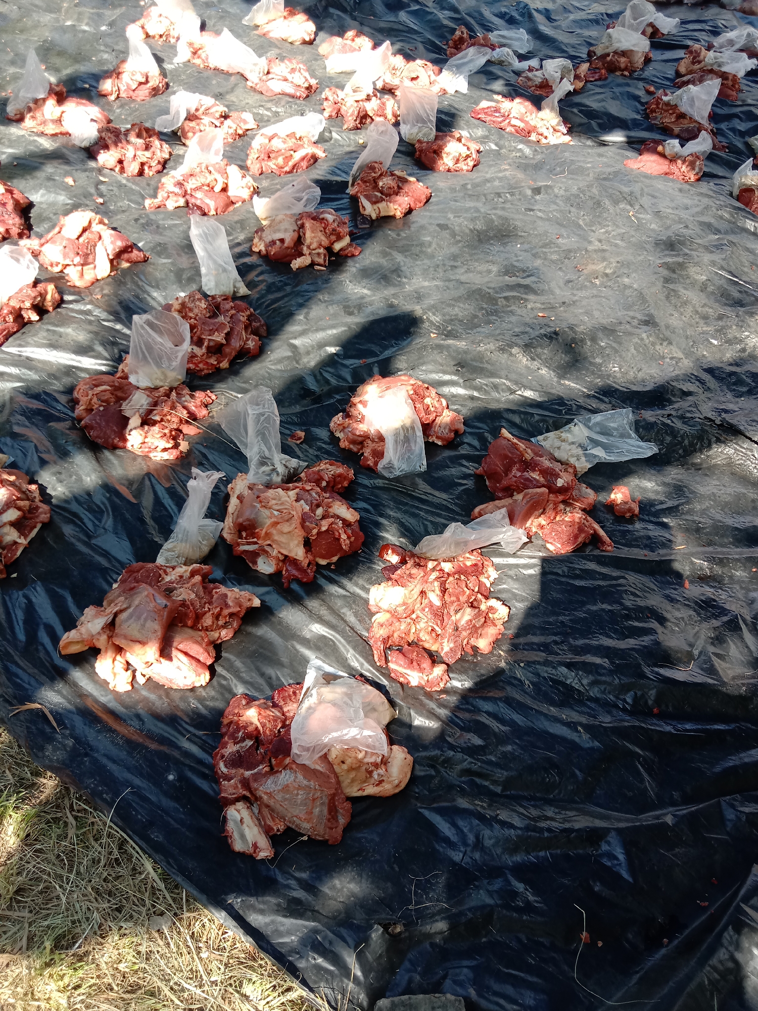 The image depicts multiple portions of raw meat, some partially enclosed in clear plastic bags, spread out on a large black plastic sheet. The sheet rests on an outdoor surface with patches of dry grass visible at the edges. The scene is bathed in sunlight, casting shadows across the plastic sheet. The setting appears to be outdoors in an unspecified location in the city of Lhokseumawe, Indonesia.