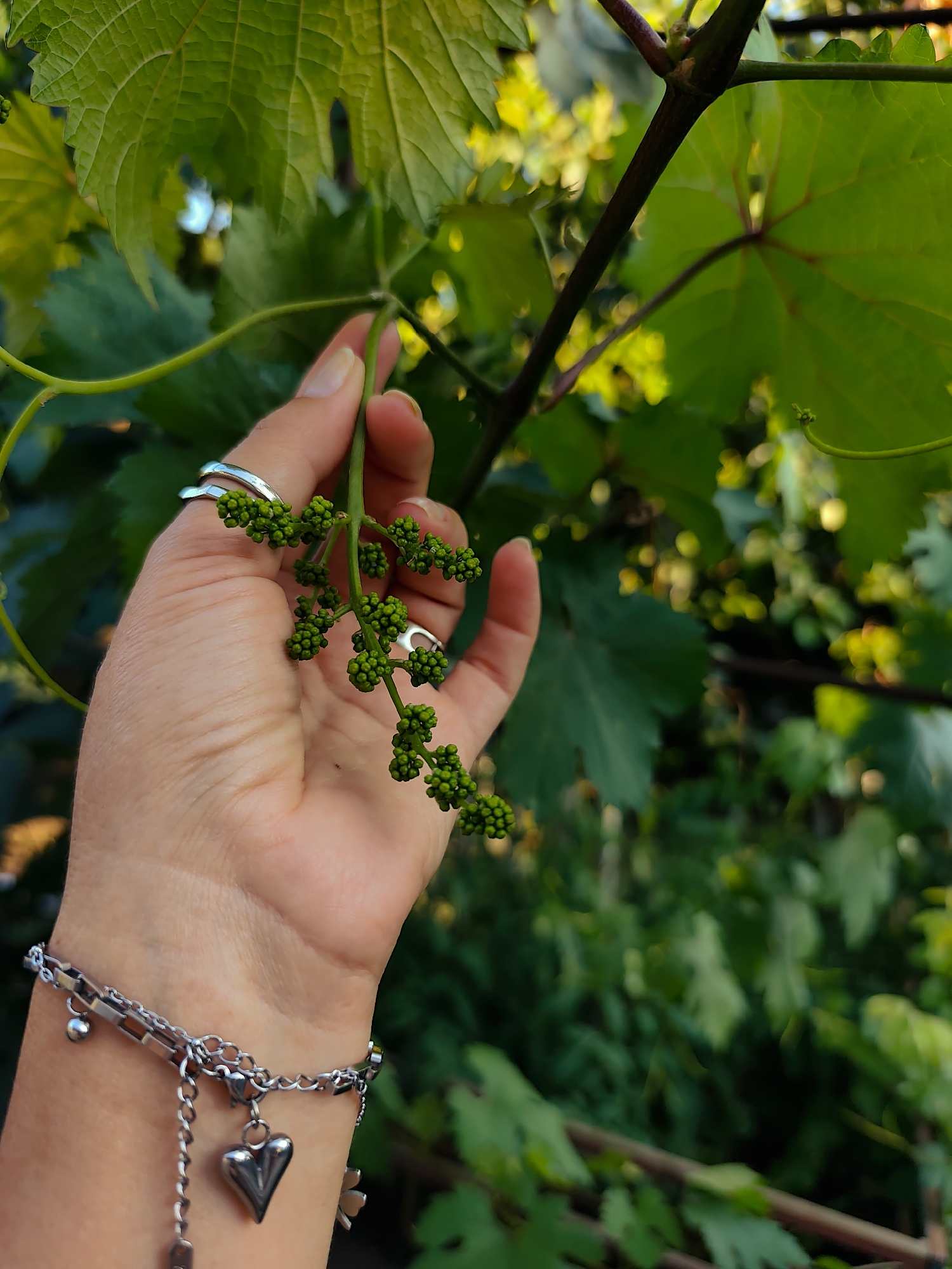 A close-up, vertically oriented, eye-level, outdoor shot captures a human hand gently holding a developing cluster of grape blossoms against a backdrop of blurred green grape leaves. The hand, with fair skin and visible creases, is adorned with two silver rings on its index finger and a silver charm bracelet on the wrist, featuring a heart-shaped pendant. The grape blossoms, small and numerous, are a vibrant green, clustered tightly on a thin stem. The background is rich with the lush foliage of a vineyard, bathed in soft, dappled sunlight, hinting at a late afternoon or early morning setting. The scene is likely located in the city of Durlești, Moldova, a region known for its viticulture.