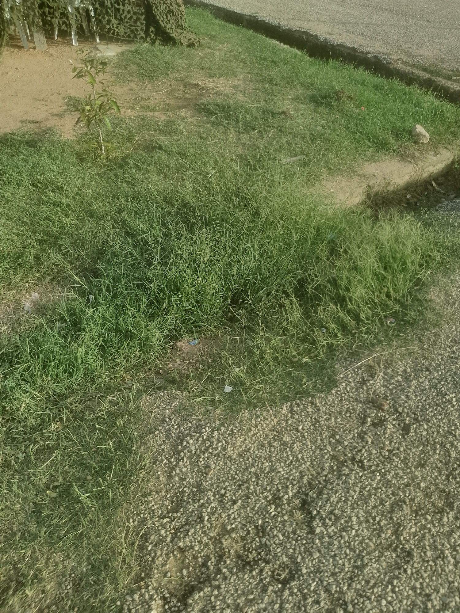 The image shows a patch of grass and dirt in an outdoor environment. In the background, there is some sort of camouflage netting draped over what appears to be structures. A small sapling is growing in the dirt area. The ground transitions from dirt to grass, and then to a gravelly surface. There is no indication of people, actions, or interactions in the image. The scene appears to be a natural or semi-natural outdoor area, possibly in a rural or undeveloped part of Majemu, Nigeria.