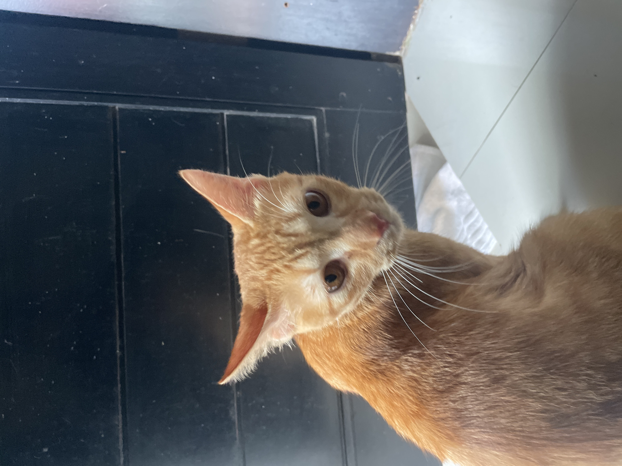 A close-up, high-angle photograph shows an orange cat looking upwards. The cat is positioned in the bottom right of the frame, with its head tilted towards the upper left. The background consists of a black, paneled surface to the left and a white surface to the right. The cat's fur appears short and dense. The location is unknown. The photograph does not show any information about the location in the city of Denpasar, Indonesia.