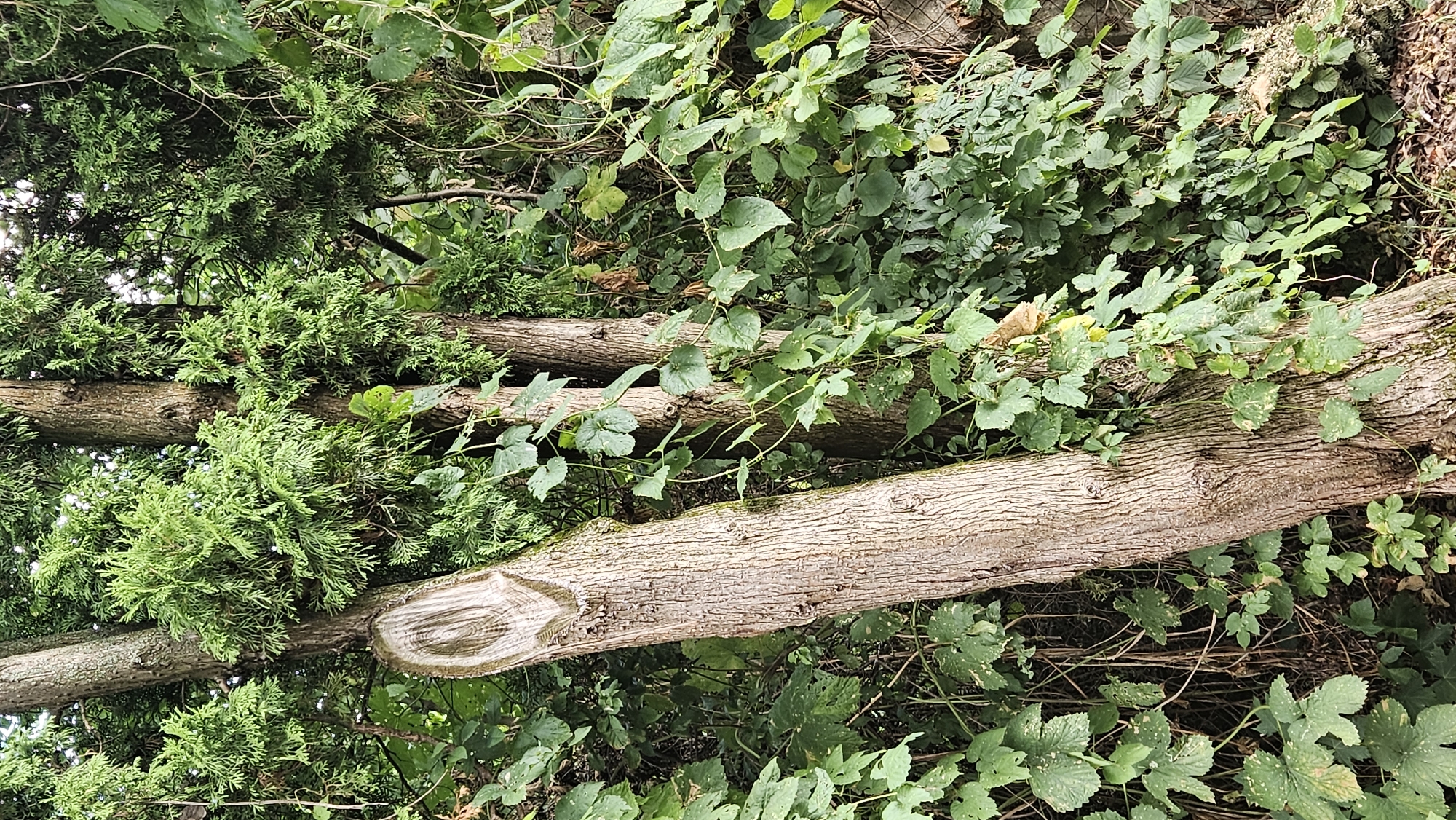 The image displays a dense, overgrown natural scene, likely within a park or unkempt garden area of Prešov, Slovakia. The focus is on a cluster of tree trunks of varying sizes, some appearing to be cut or pruned, with rough, textured bark. Lush green foliage, including leafy vines and feathery evergreen branches, covers much of the scene, creating a feeling of wildness and overgrowth. The lighting suggests an overcast or shaded environment. No people or animals are visible.