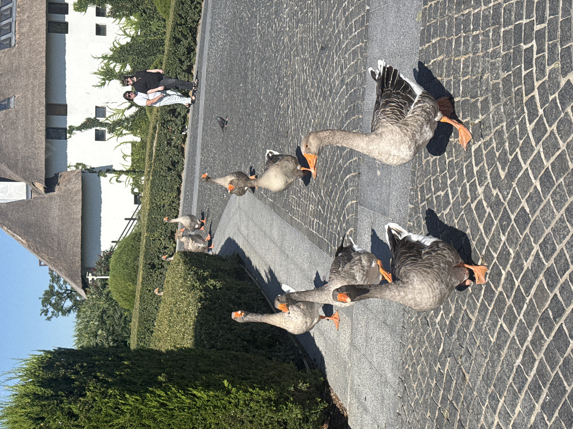 A flock of gray geese with orange beaks are walking on a cobblestone path in front of a white building with a thatched roof. Two women are walking in the background. The building is surrounded by lush green hedges and trees. The sky is clear and blue. The scene is outdoors on a sunny day. This location is not identified as being in the city of Dnipro, Ukraine.