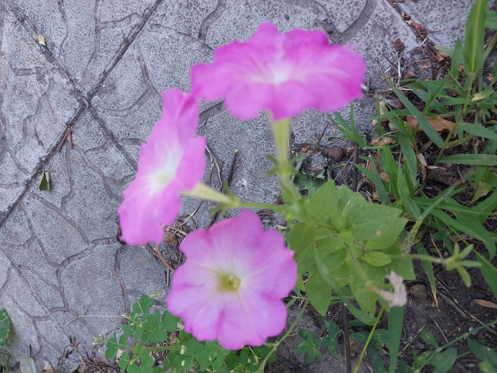 A cluster of three pink petunia flowers with white centers grows from green foliage. The flowers are in various stages of bloom, with one prominently featured in the foreground on the left, another to its right and slightly further back, and a third out of focus in the upper right. They are situated on a cracked grey concrete pavement, possibly in a park or urban garden in the city of Doslidne, Ukraine. Scattered dry leaves and twigs are visible on the pavement and amongst the plants.