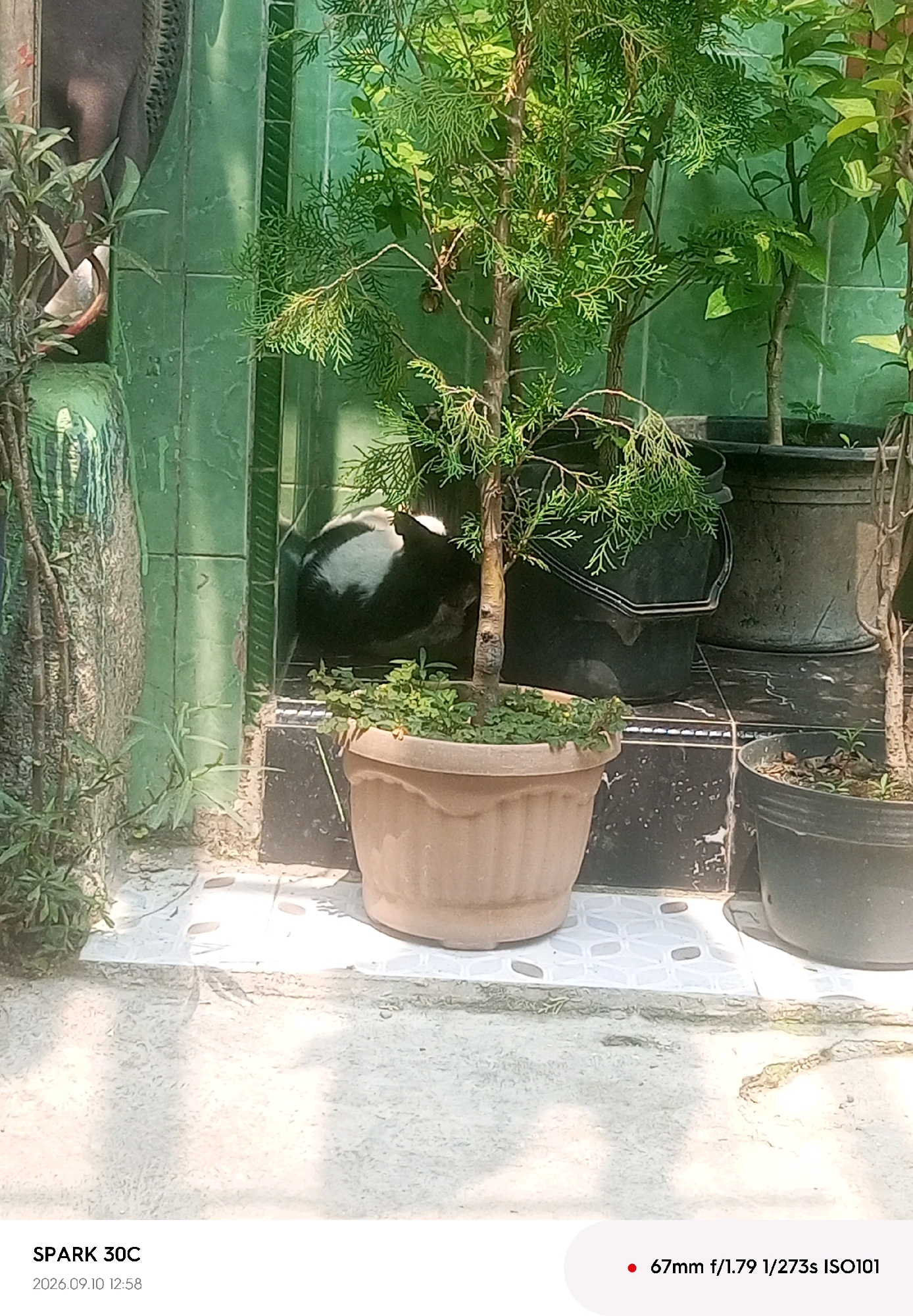 The image depicts an outdoor scene with potted plants. In the foreground, a tan-colored pot contains a small evergreen tree and some ground cover. To the right, another black pot holds a similar plant. In the background, there are dark-colored buckets and a wall with green tiles. A black and white cat is partially visible behind the tan pot, looking towards the left. The ground is paved with light-colored tiles. The image is a photograph taken on September 10, 2026, at 12:58, with settings of 67mm f/1.79 1/273s ISO101. The text "SPARK 30C" is also present. There is no indication of the location being the city of Tegal, Indonesia.