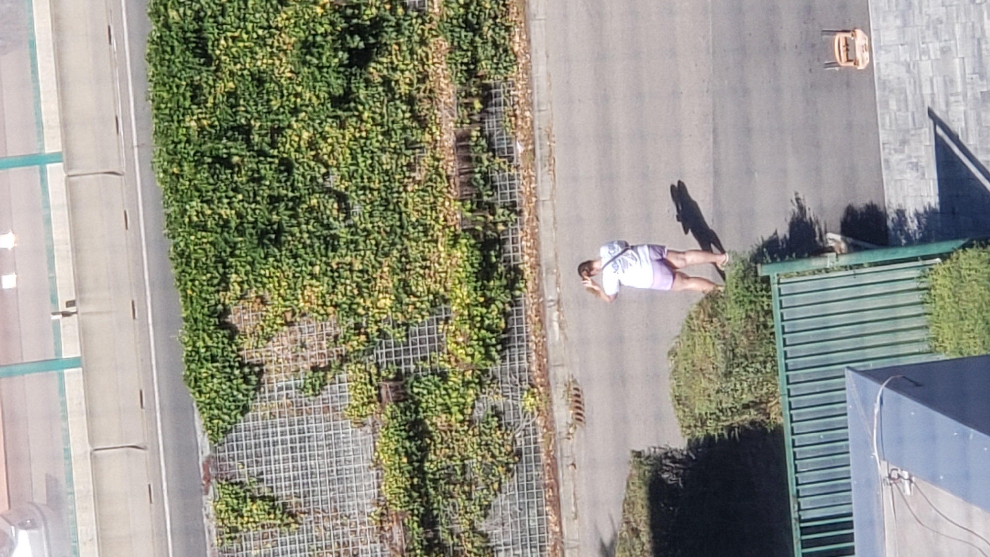 The image depicts an outdoor scene with a person standing on a paved surface. The person, seen from behind, is wearing a white t-shirt and purple shorts. They are holding their hands to their head. The environment includes a wall covered in green and yellow foliage, a metal grid structure on the wall, a road or walkway, and some bushes and a green fence. In the distance, there is a road with concrete barriers and some vehicles visible from above. A small orange object, possibly a piece of equipment, is located on the paved area to the right of the person. The lighting suggests it is daytime, with shadows cast on the ground. The image is taken from an elevated perspective, looking down on the scene.