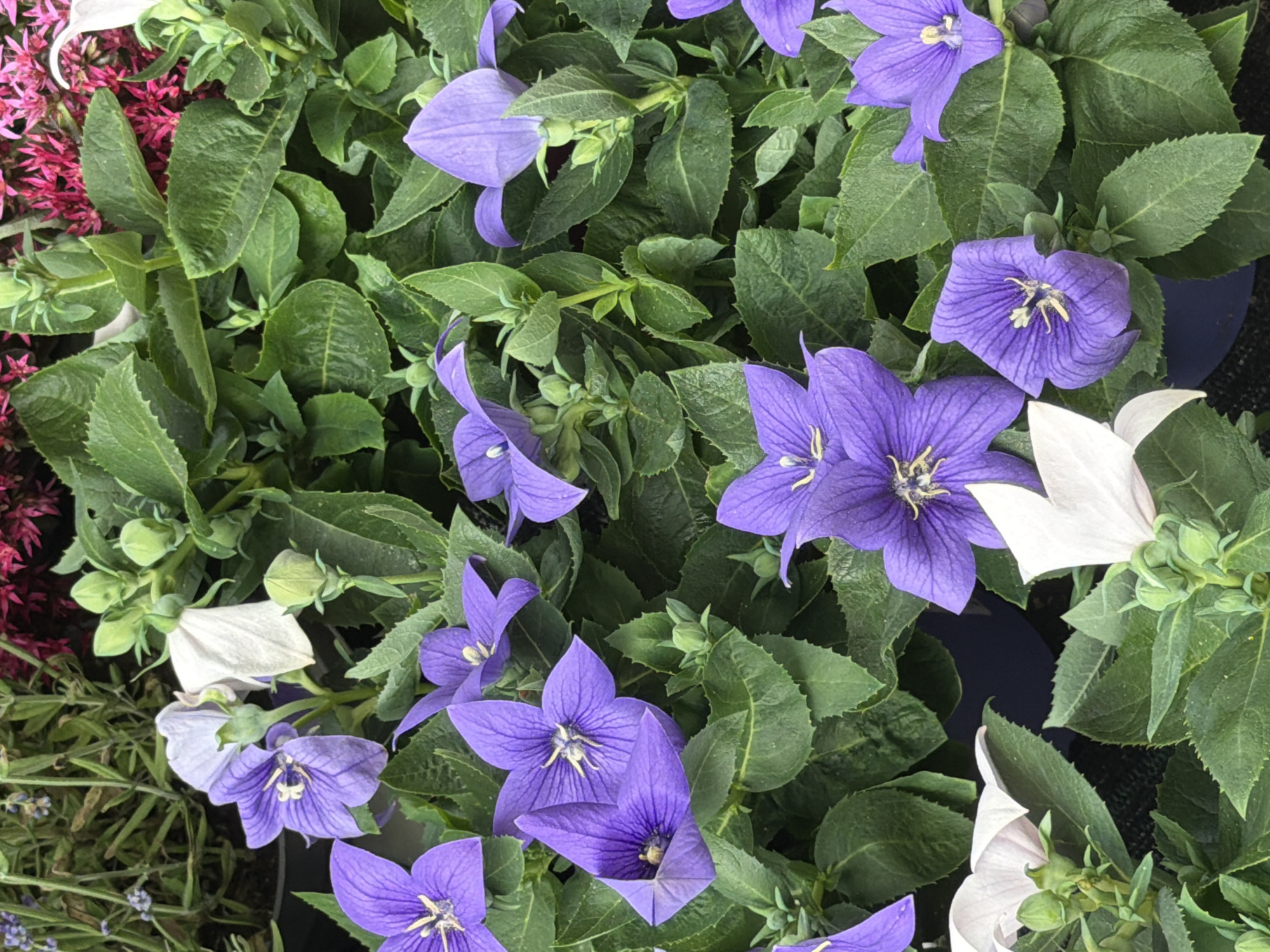 The image shows a close-up, eye-level view of several Balloon Flowers (Platycodon grandiflorus) in bloom, with a variety of colors including deep purple, lavender, and white. The flowers are star-shaped with five pointed petals and prominent stamens. Green, ovate leaves with serrated edges surround the flowers, creating a dense foliage. In the background, hints of other plants, possibly lavender and a dark pink flower, are visible. The scene appears to be a garden or a plant nursery. Without further information, the specific location within Witten, Germany cannot be determined.