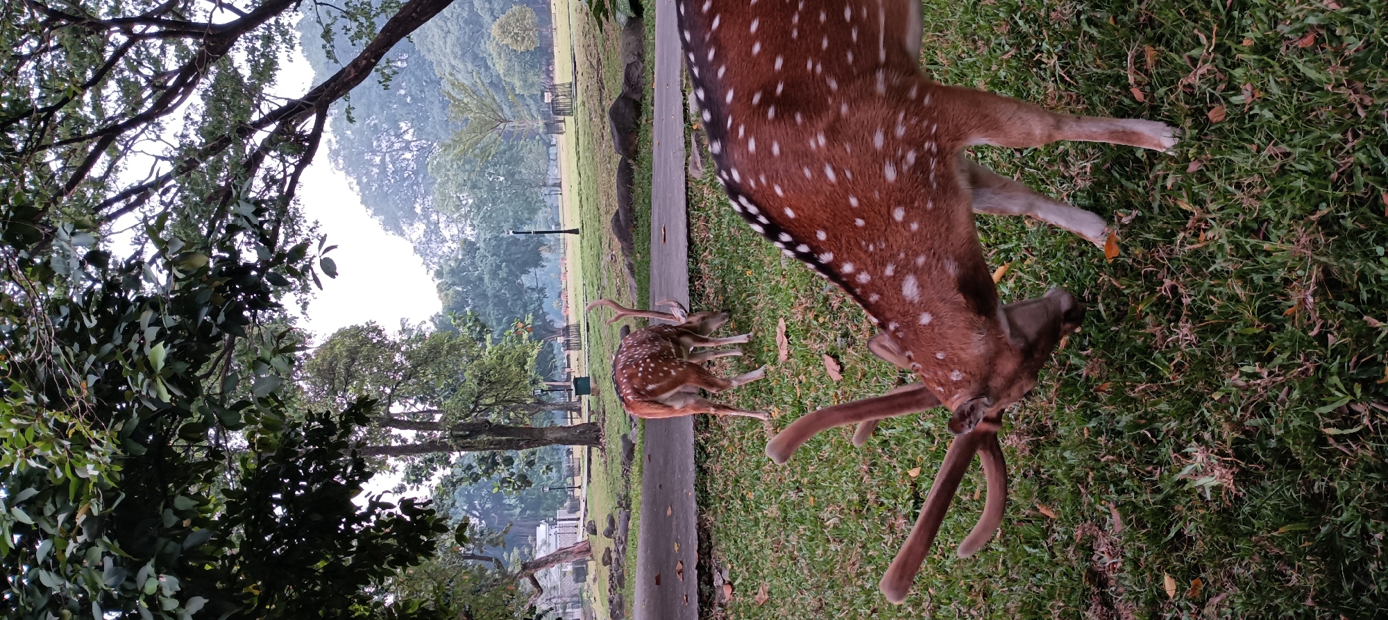Two spotted deer are grazing in a grassy area near a paved path within a park in Bogor, Indonesia. The deer in the foreground, facing left and partially cropped, has prominent antlers and is actively eating grass. Another deer is visible in the background to the left, also grazing. The environment appears to be a park with mature trees, a slightly misty atmosphere, and a paved walkway. In the background, there are more deer grazing in a larger open field, along with lampposts and a building structure, suggesting a well-maintained public park. The lighting suggests it is either early morning or late afternoon.