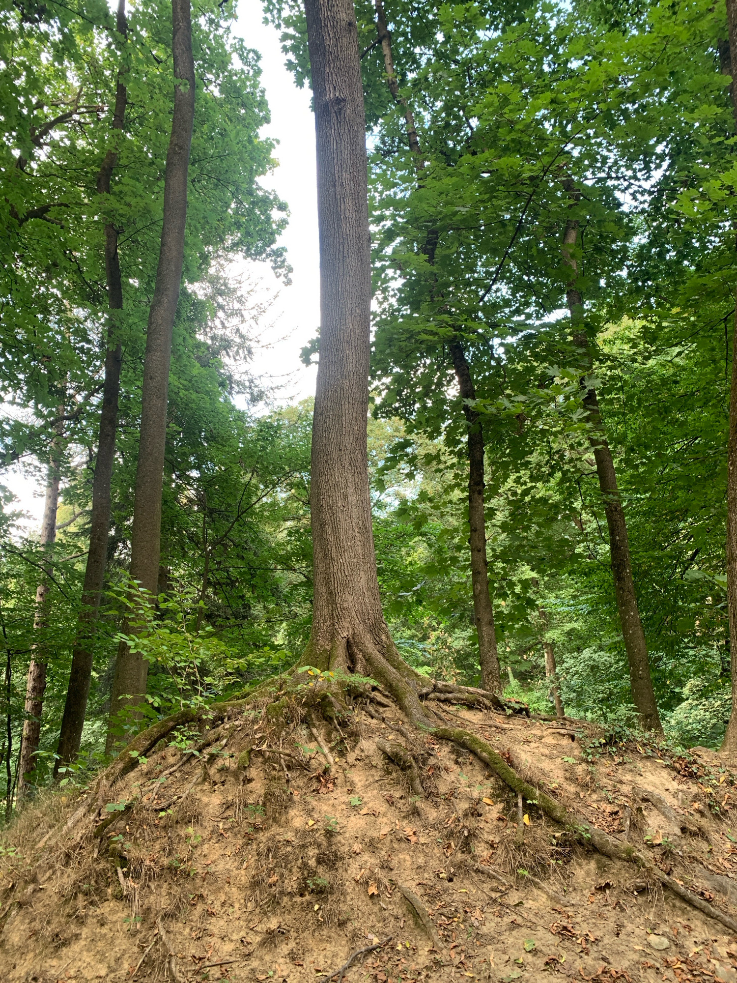 The image shows a forest with a large tree in the foreground, its roots exposed on a sandy embankment. The tree has a thick trunk and its roots spread widely over the exposed soil, covered in moss. The embankment is covered with dry grass, fallen leaves, and small plants. In the background, other trees with green foliage are visible, creating a dense forest setting. The sky is visible through the canopy of leaves, appearing bright and possibly overcast. The scene appears to be a natural landscape within a forest, possibly a park or a wooded area. There are no people or animals visible in the image.