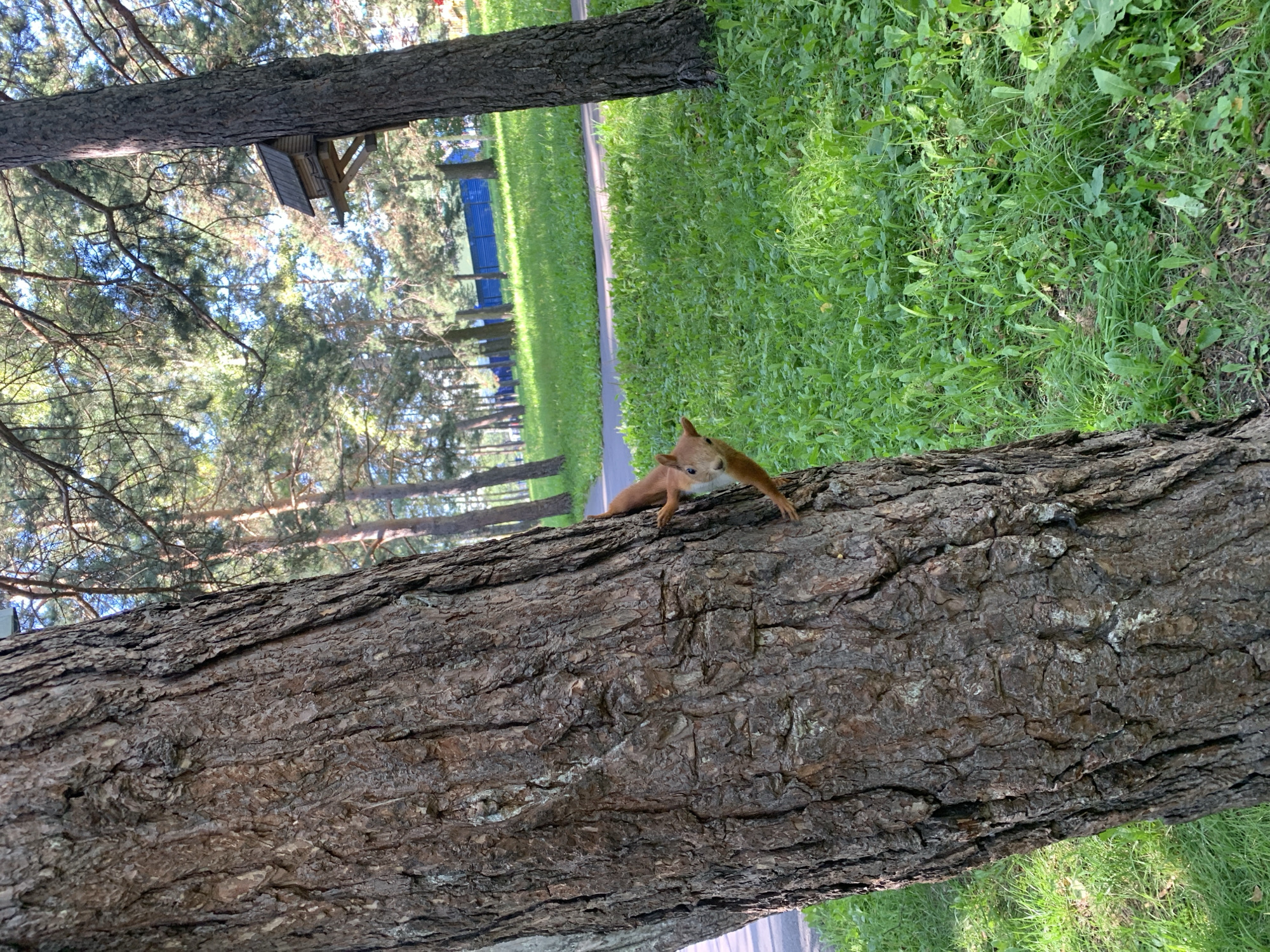 A red squirrel is clinging to the rough bark of a large tree, facing the camera and looking to the left. Its body is mostly obscured by the trunk, but its head and front paws are visible. The squirrel is a rusty red color with a bushy tail, though the tail is not fully visible. The tree trunk is a dark brown, deeply textured, and takes up the left side of the frame.
Behind the tree, a grassy park area is visible, with a paved path winding through it. In the background, more trees with green foliage are present, suggesting a temperate climate. Sunlight filters through the trees, creating patches of light and shadow on the ground. To the right, another tree trunk is visible, and further back, a wooden birdhouse is mounted on a tree. A blue fence can be seen in the distance.
The image appears to be taken in an outdoor park setting. Prokopyevsk, Russia, is a city in the Kemerovo Oblast, known for its coal mining industry. While the image itself does not contain any specific landmarks that identify it as Prokopyevsk, the presence of a park with trees and a birdhouse is consistent with urban green spaces that could be found in such a city.