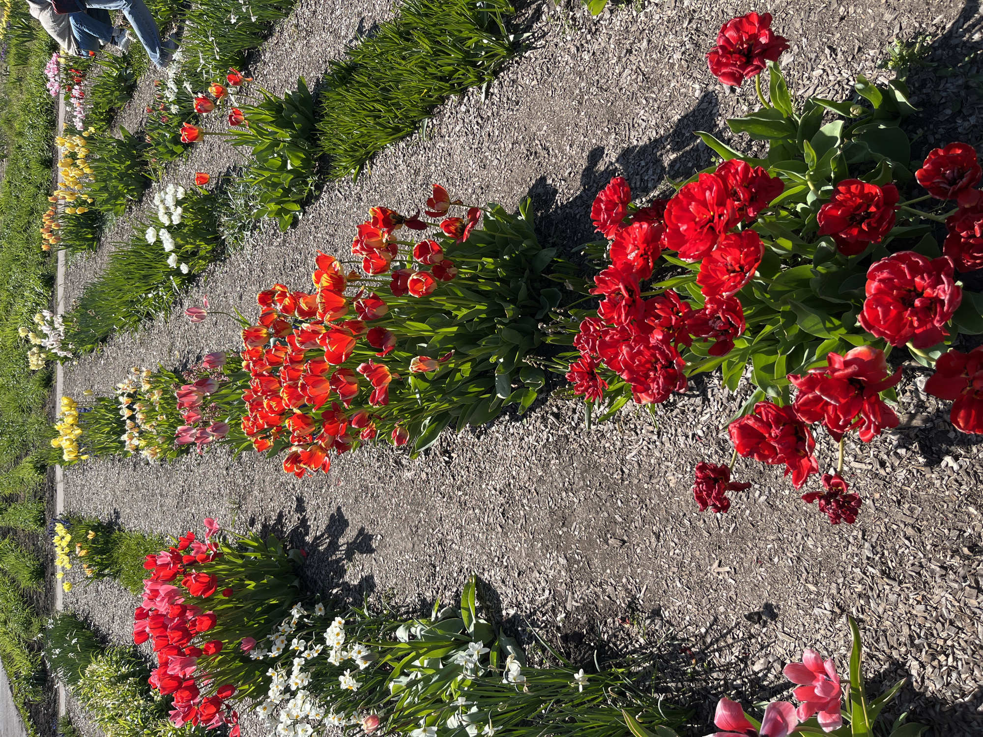 The image depicts a flower bed in Kryvyi Rih, Ukraine. The flower bed consists of rows of various tulips and daffodils in bloom, separated by gravel paths. The tulips display a variety of colors including red, yellow, orange and pink, whilst daffodils are mostly white and yellow. The rows are bordered by grassy areas. In the upper left corner, there are two legs of a person wearing blue jeans. The lighting suggests it is a sunny day. Shadows are visible.