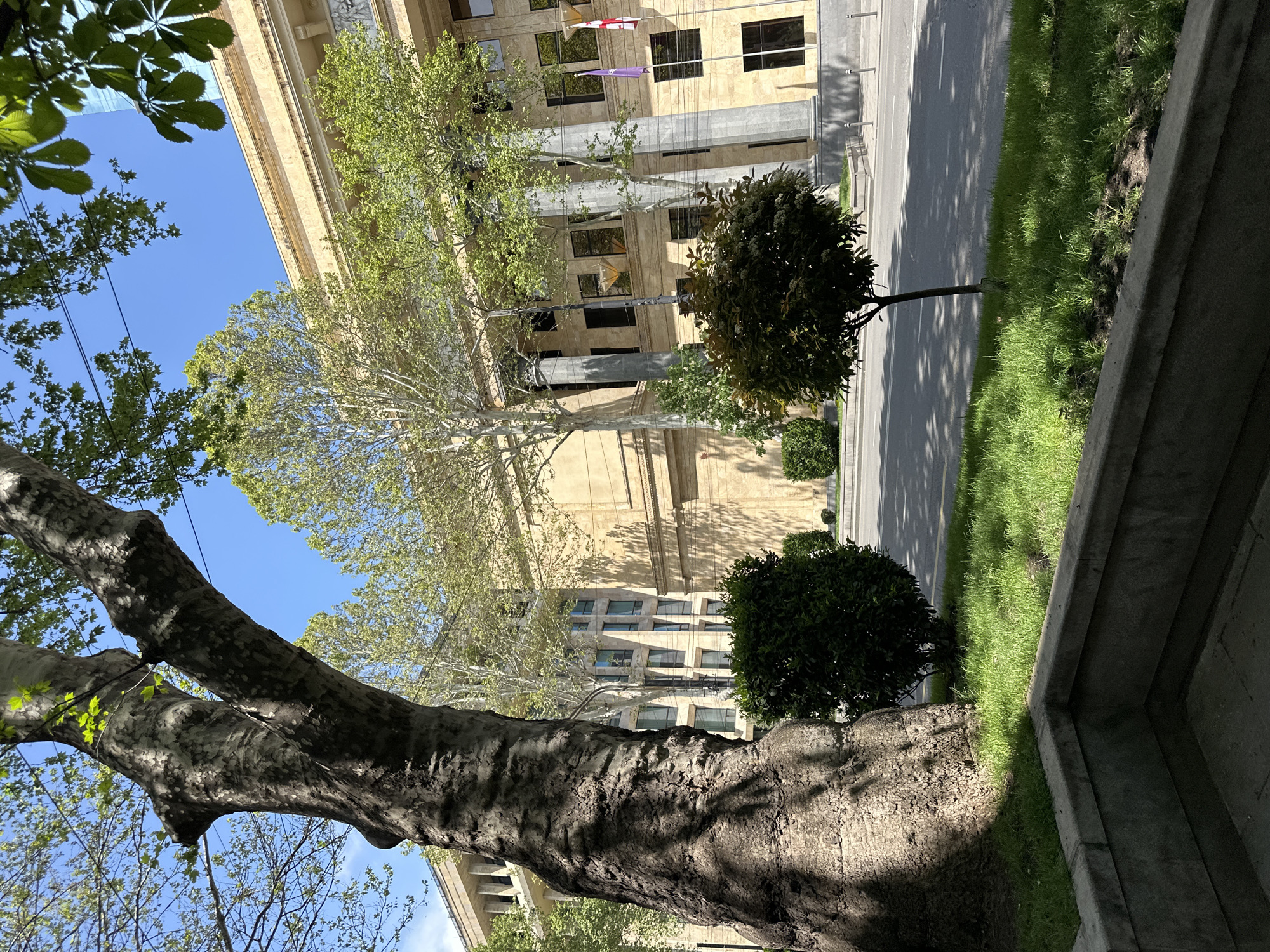 The image shows a view of a building in Tbilisi, Georgia, framed by trees. The building is light-colored with multiple windows and columns. Flags hang from the building's facade. In the foreground, there is a large tree trunk with rough bark and branches reaching towards the sky. There are smaller, rounded trees planted along the sidewalk. The sky is blue and clear. A paved road runs along the side of the building, and there is a strip of green grass. A concrete structure is visible in the lower right corner.